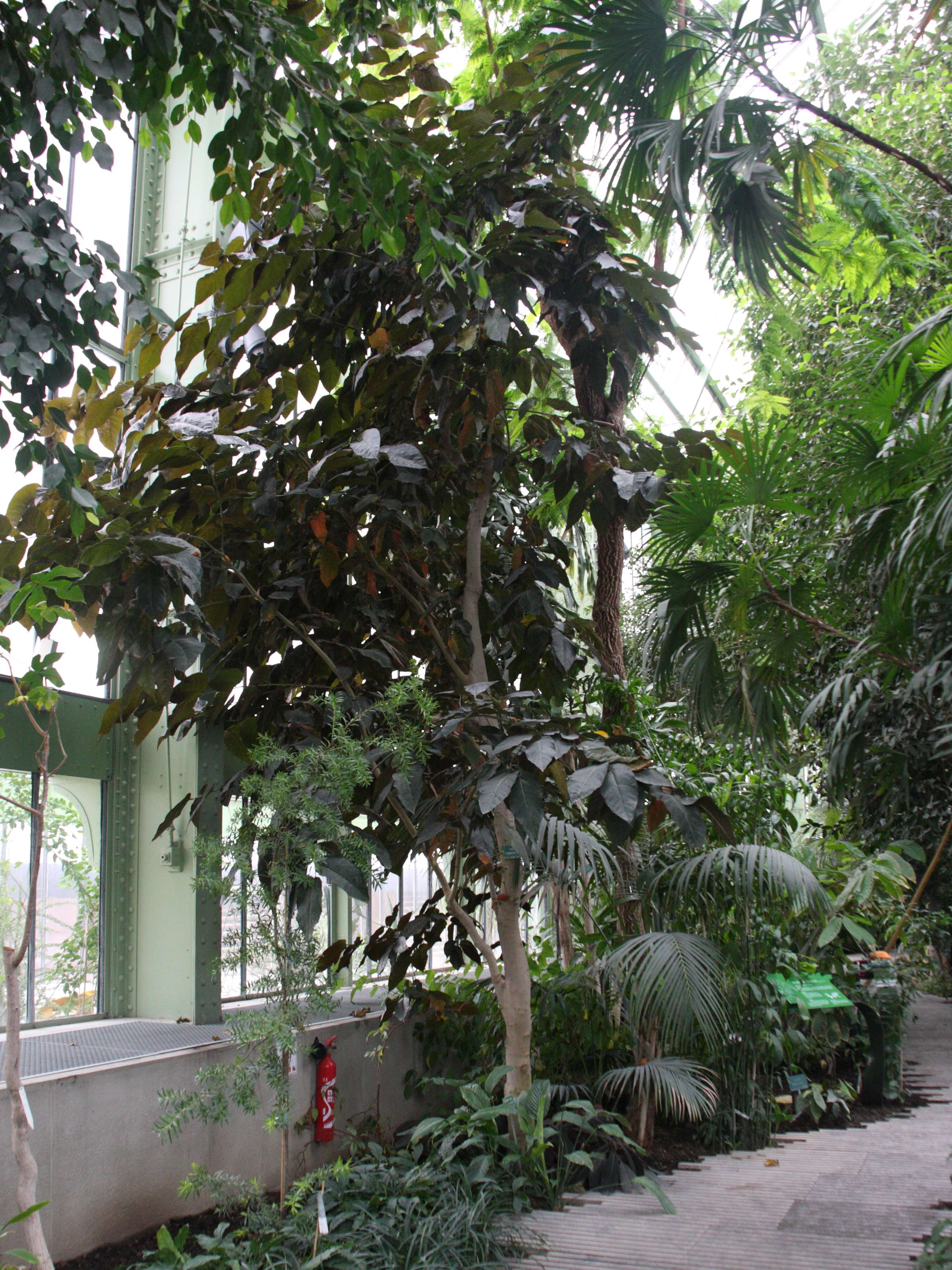 ficus_cannonii1bd