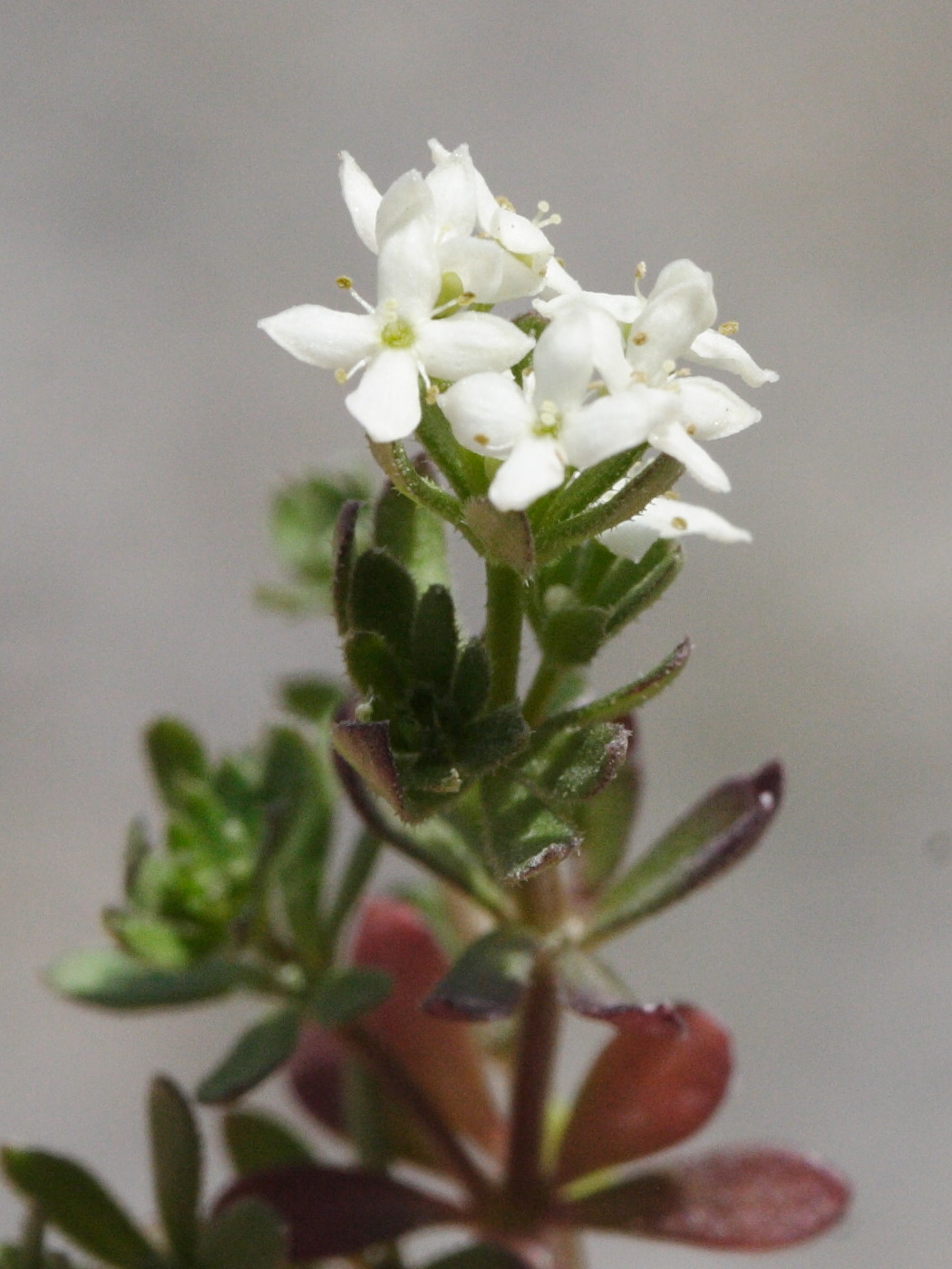 Afficher le média galium_pseudohelveticum2md galium_pseudohelveticum2md