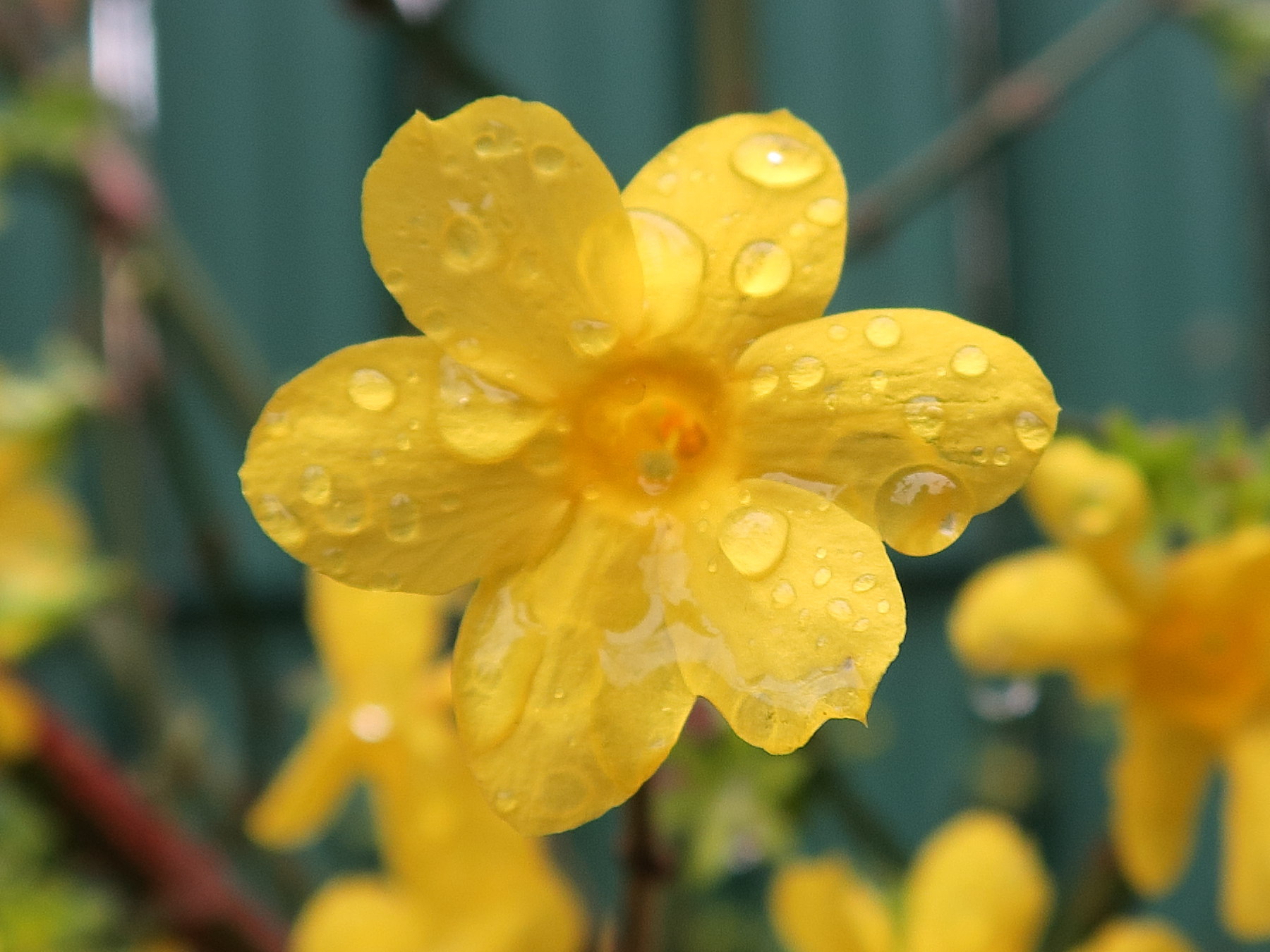 Jasminum_nudiflorum