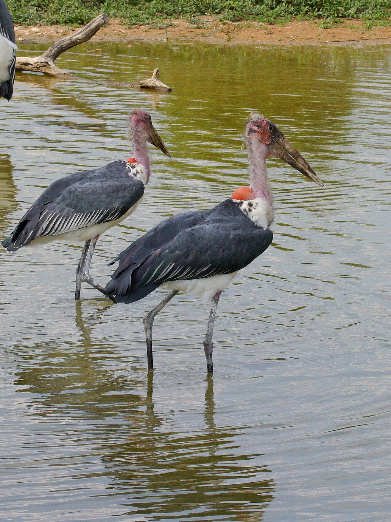 Leptoptilos_crumenifer