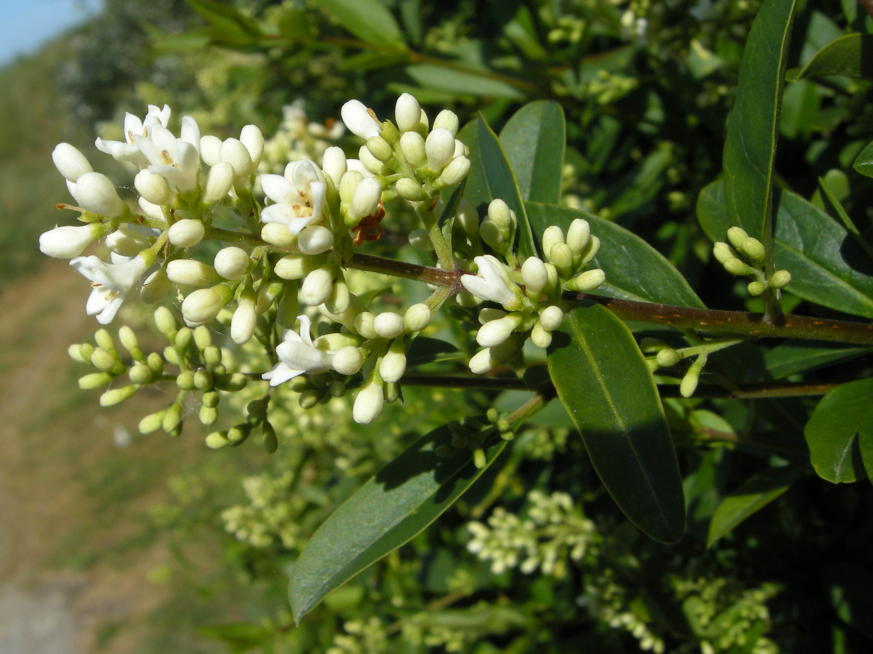 Afficher le média ligustrum_vulgare5md ligustrum_vulgare5md