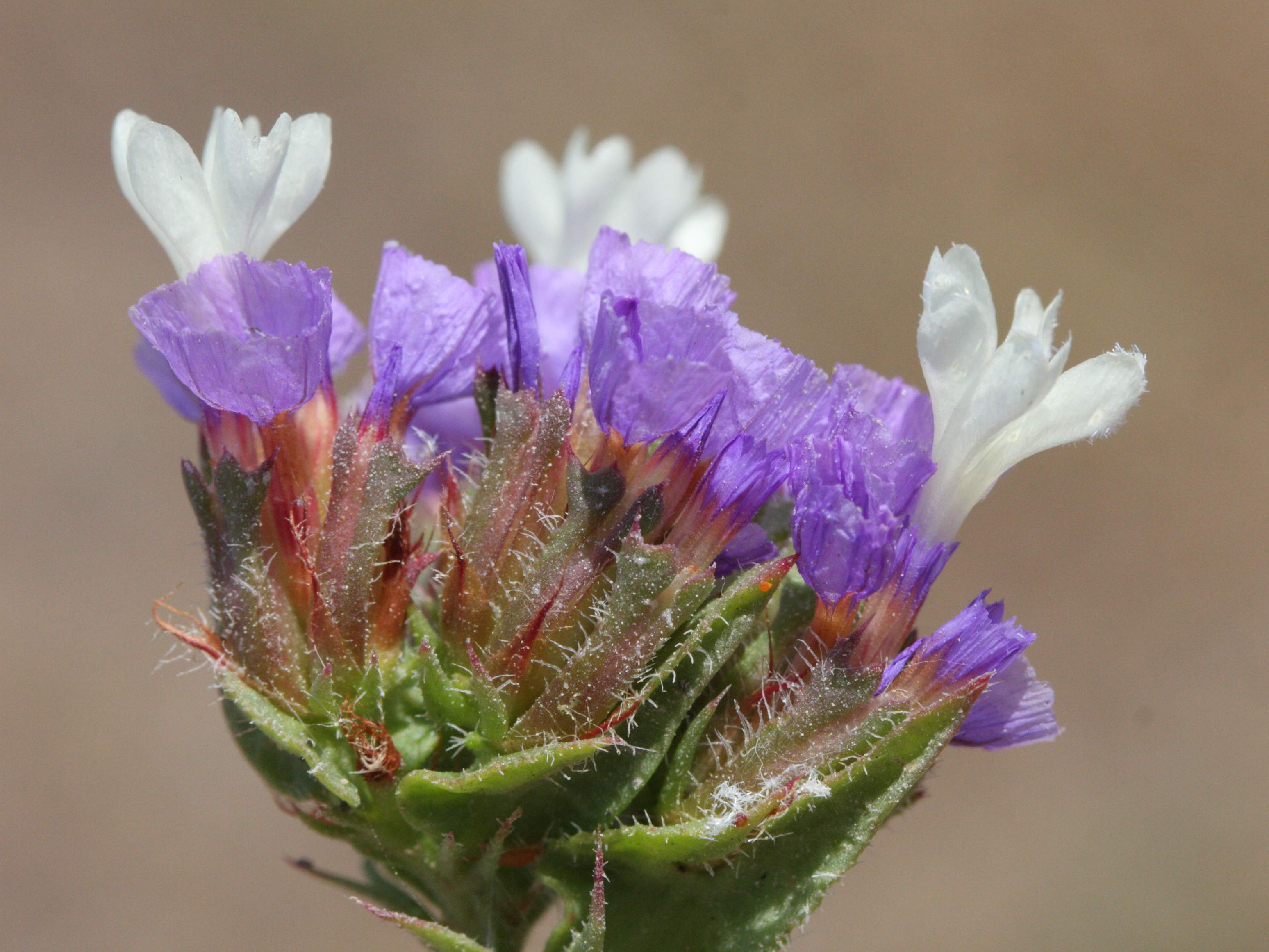 limonium_sinuatum3md