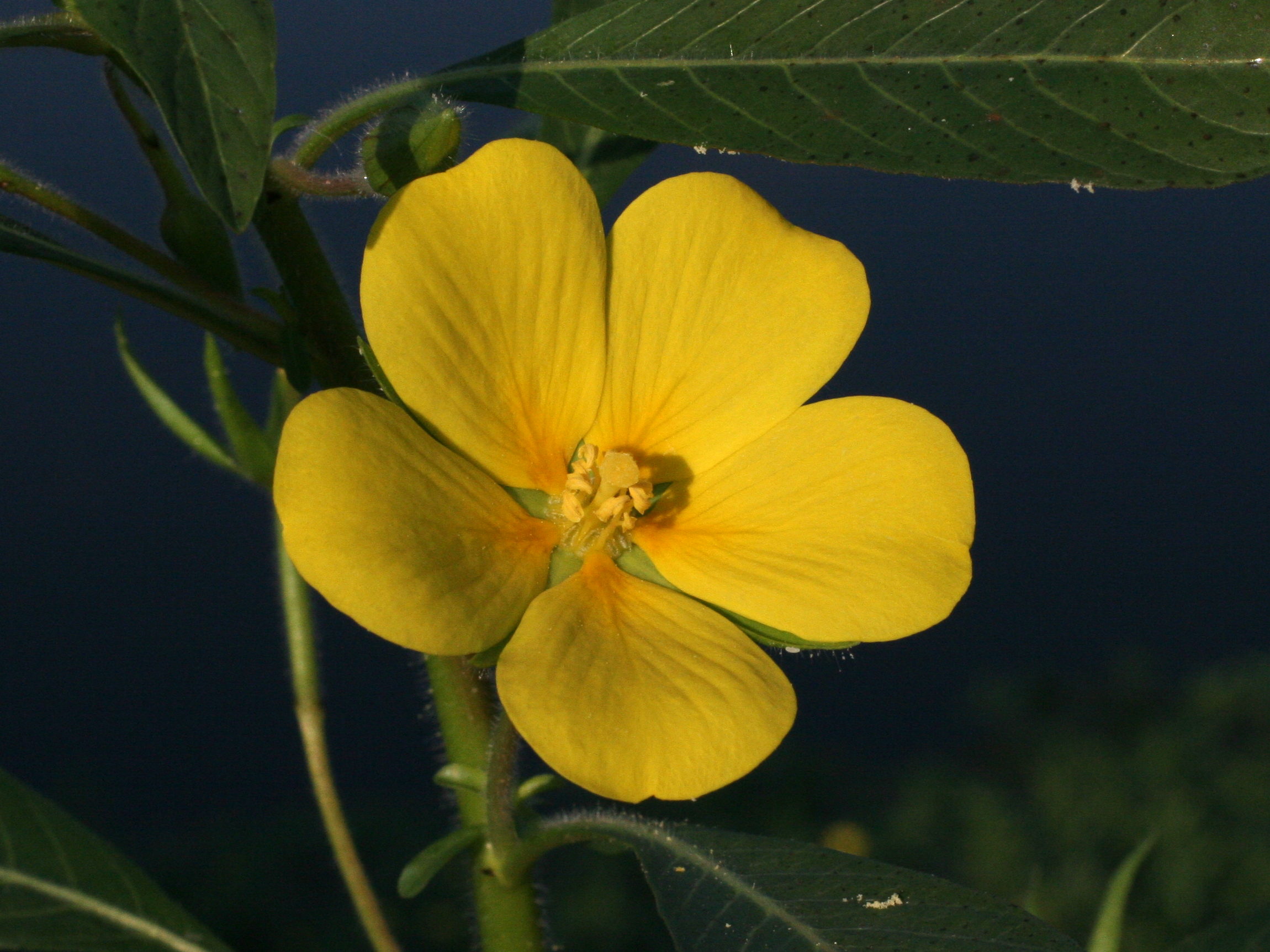 Afficher le média ludwigia_grandiflora5md ludwigia_grandiflora5md