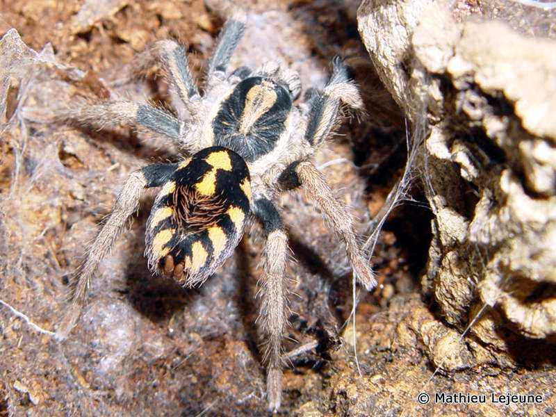 metriopelma_coloratum3ml
