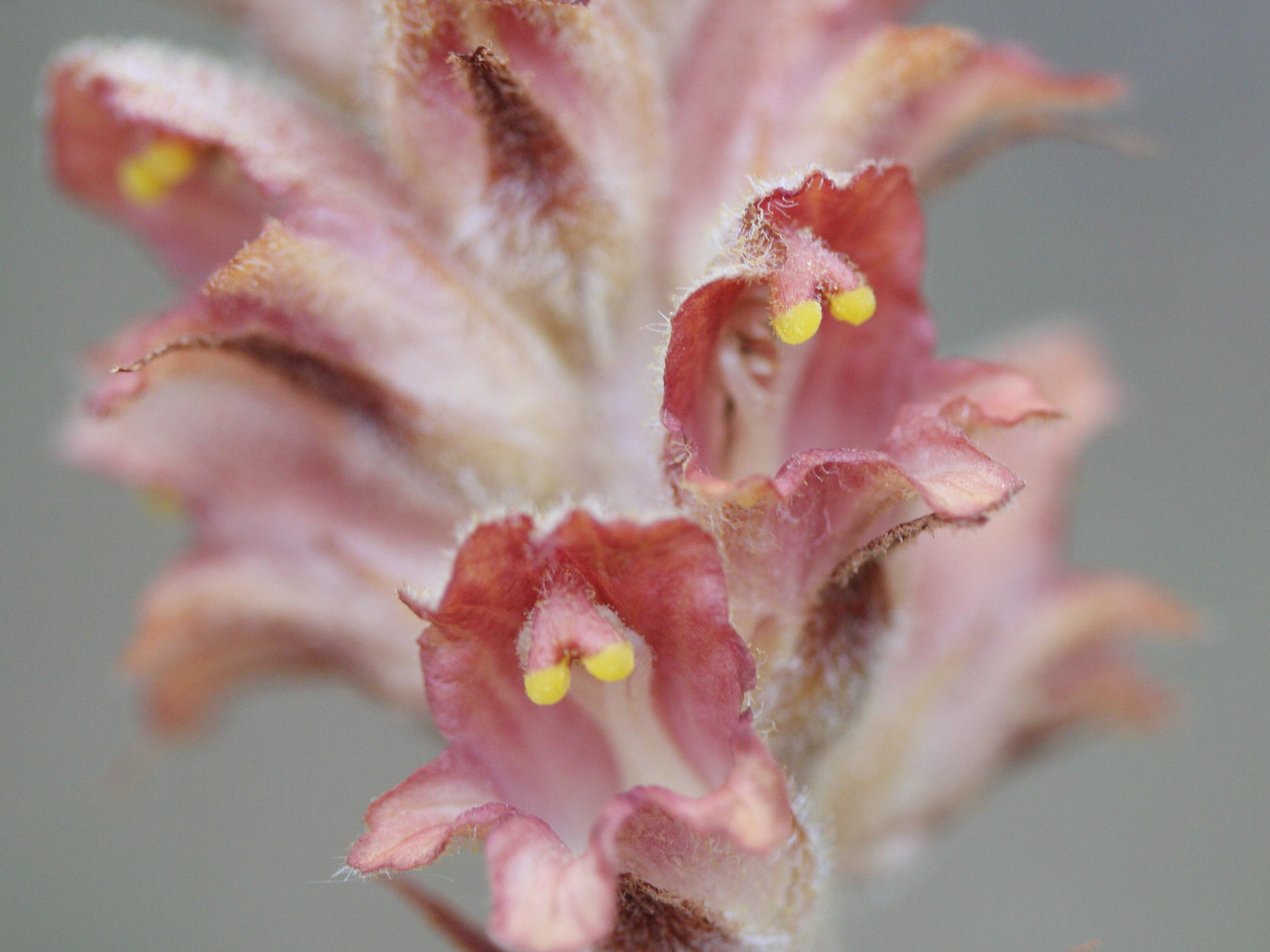 orobanche_rapum-genistae3md