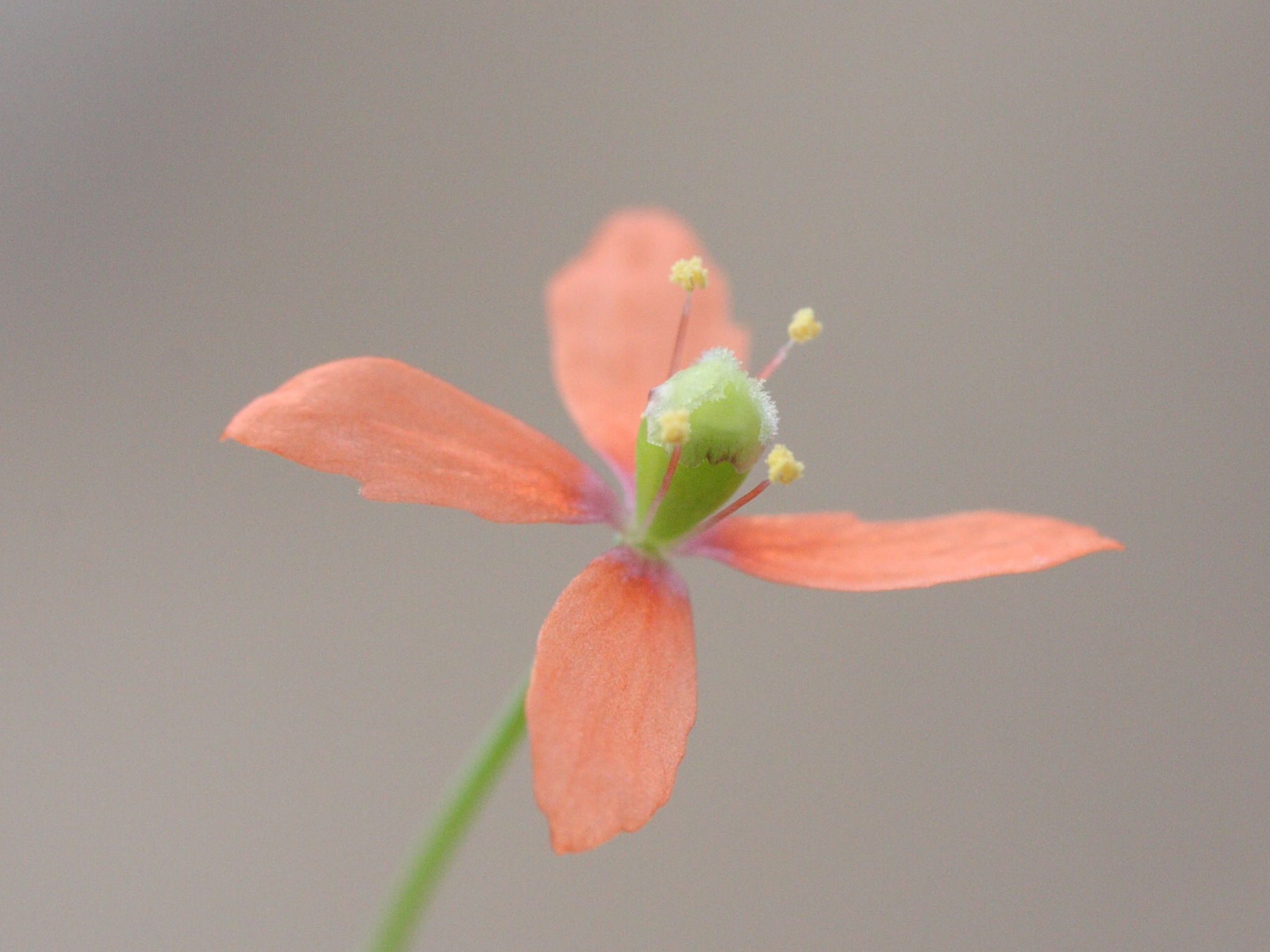 papaver_purpureomarginatum3md