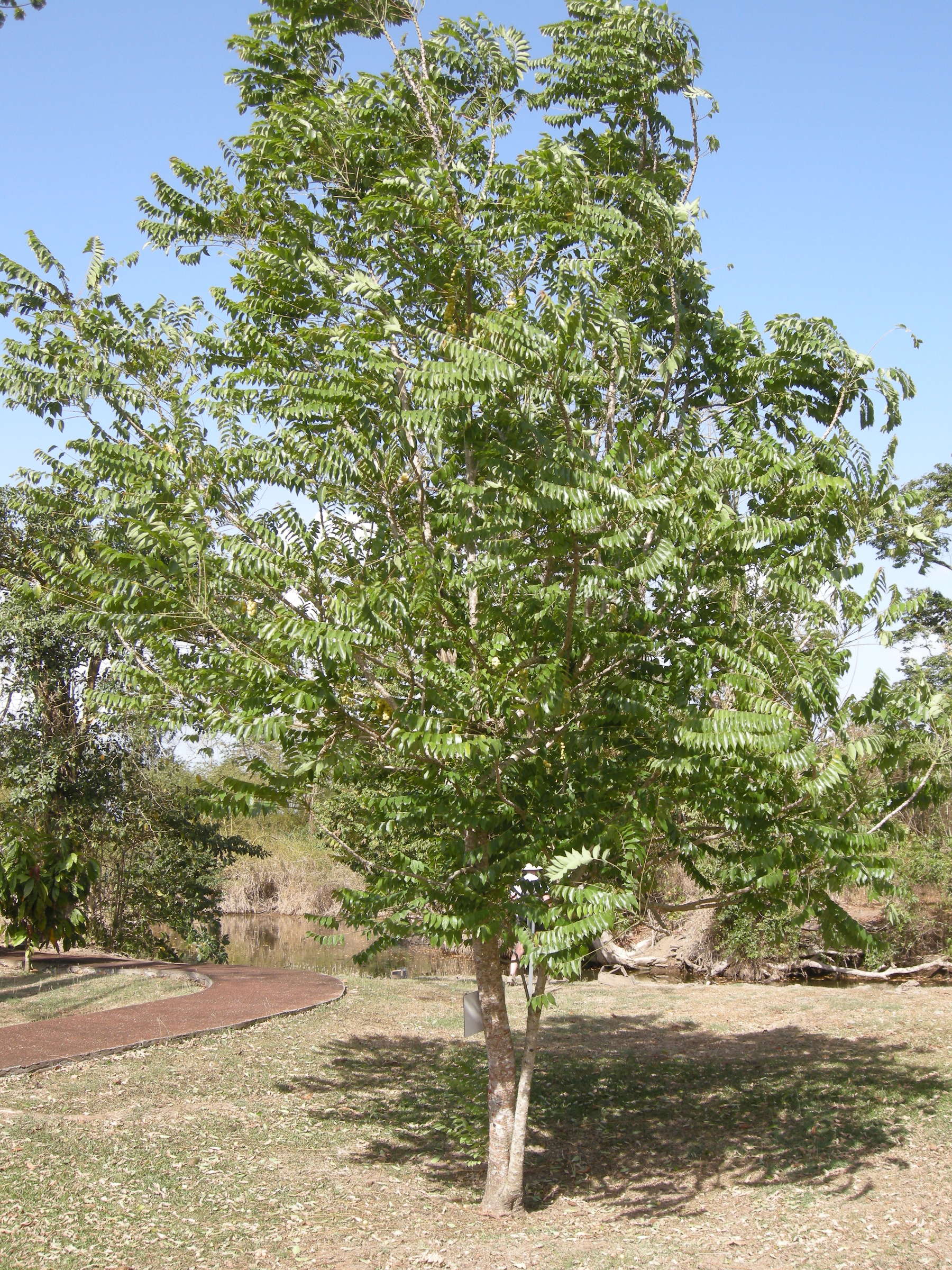 phyllanthus_acidus1md