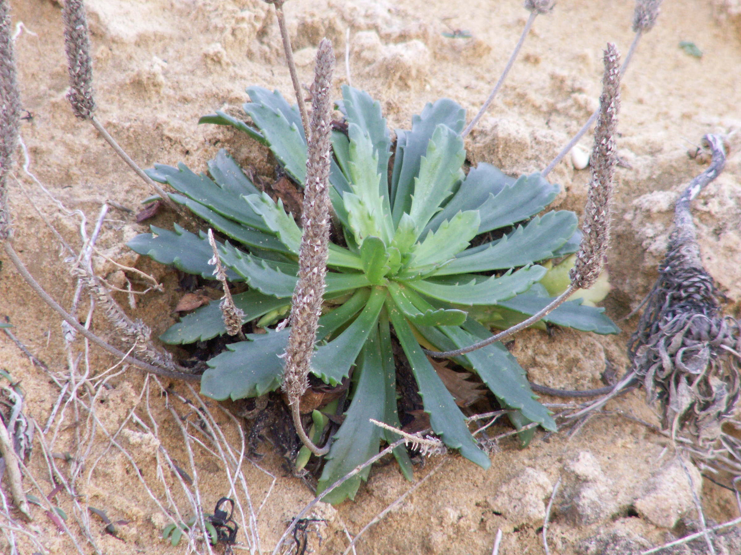 plantago_coronopus_humilis4bd