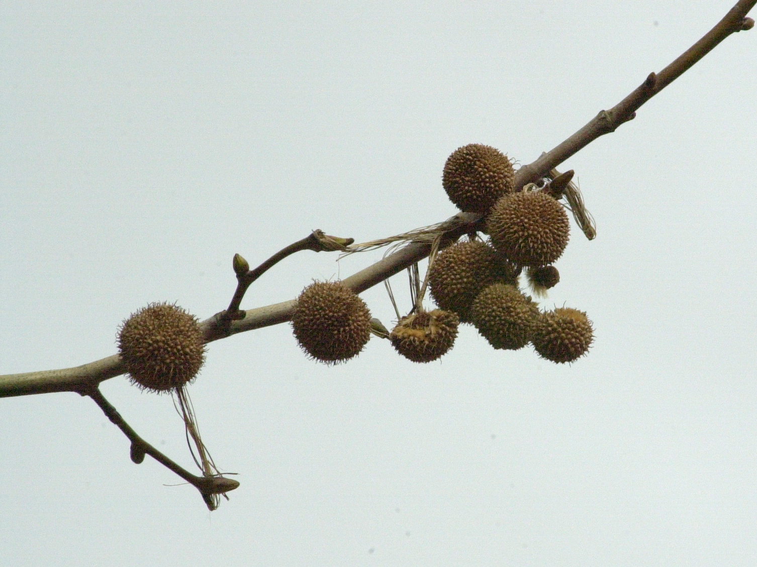 platanus_x_hispanica4amd