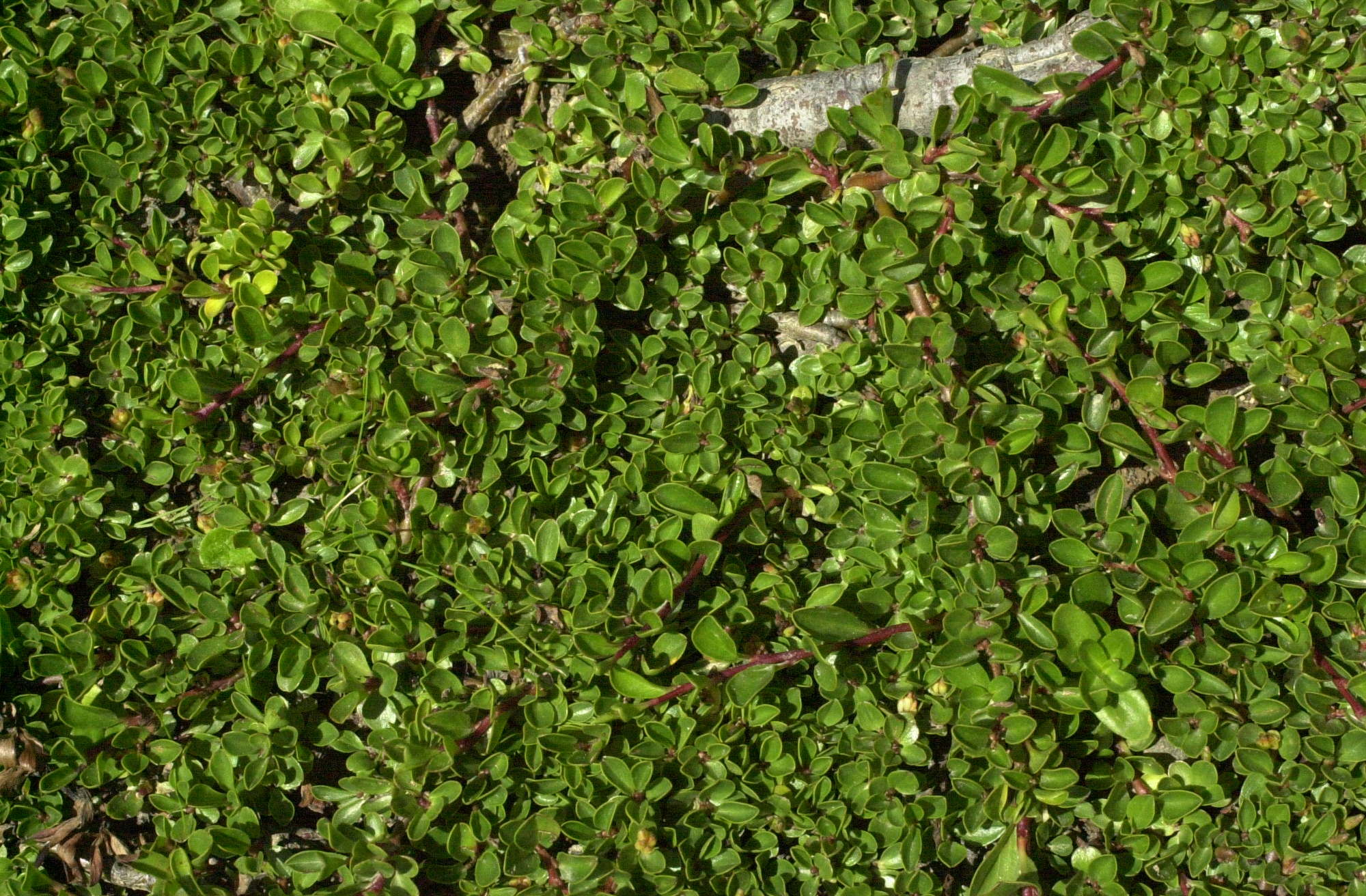 salix_serpyllifolia2md