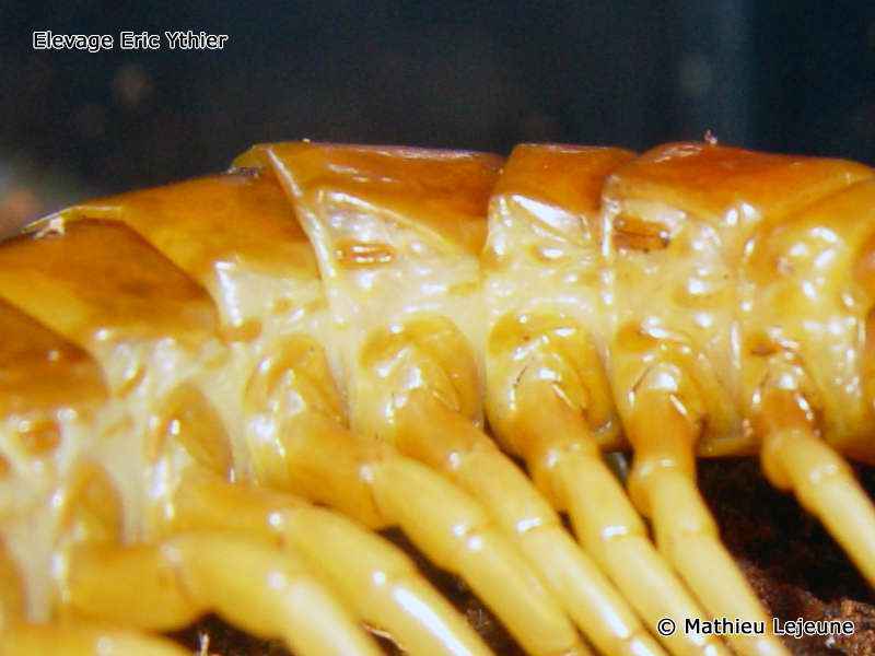 scolopendra_gigantea2ml
