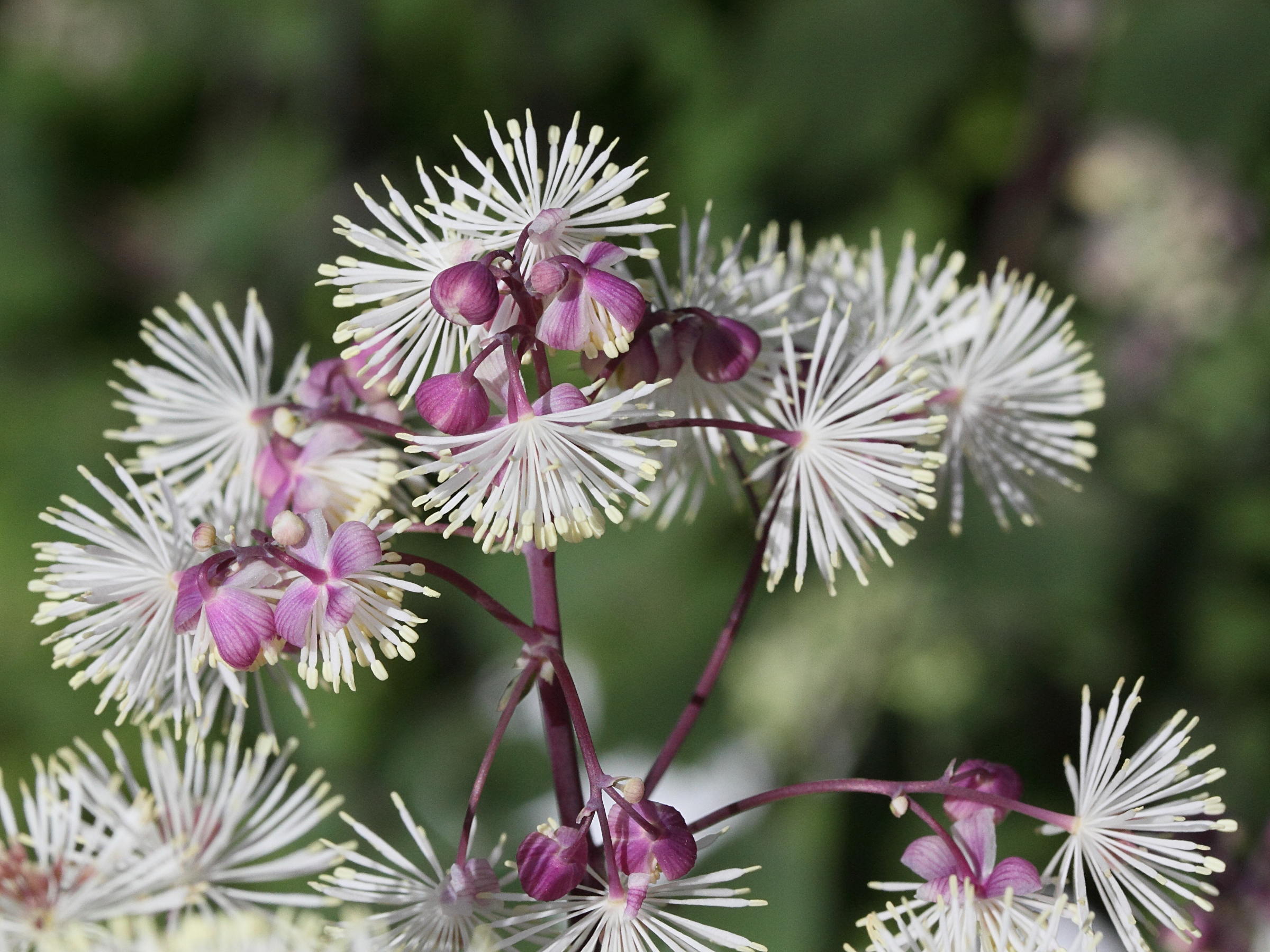 Afficher le média Thalictrum_aquilegiifolium Thalictrum_aquilegiifolium