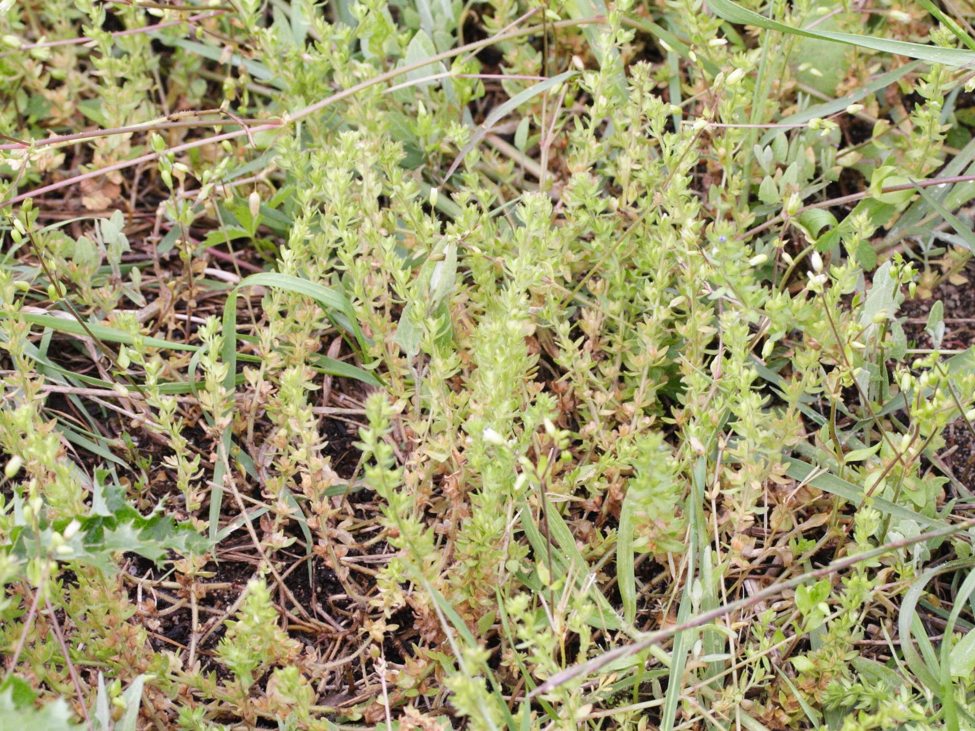 veronica_acinifolia1md