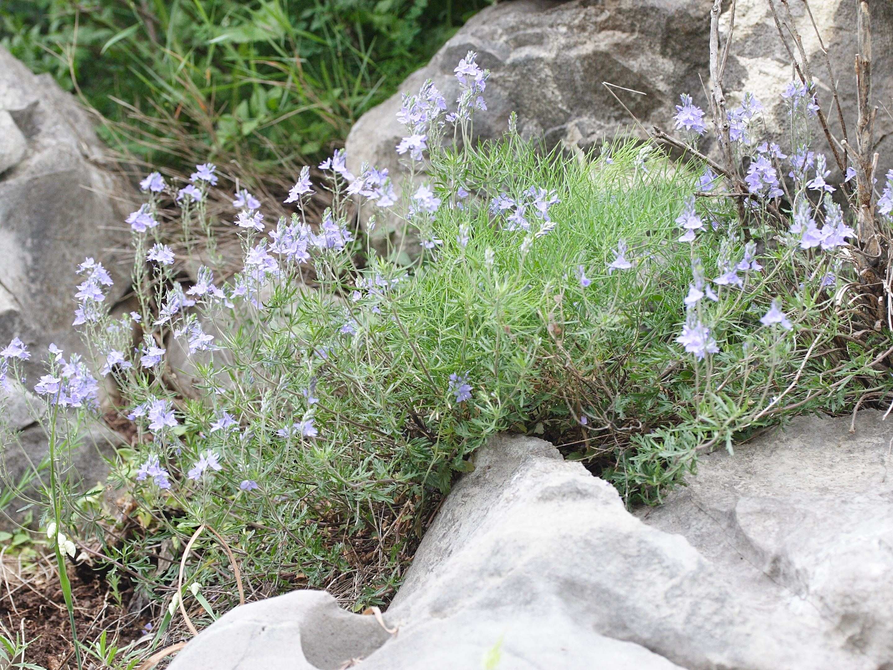 veronica_austriaca_jacquini3md