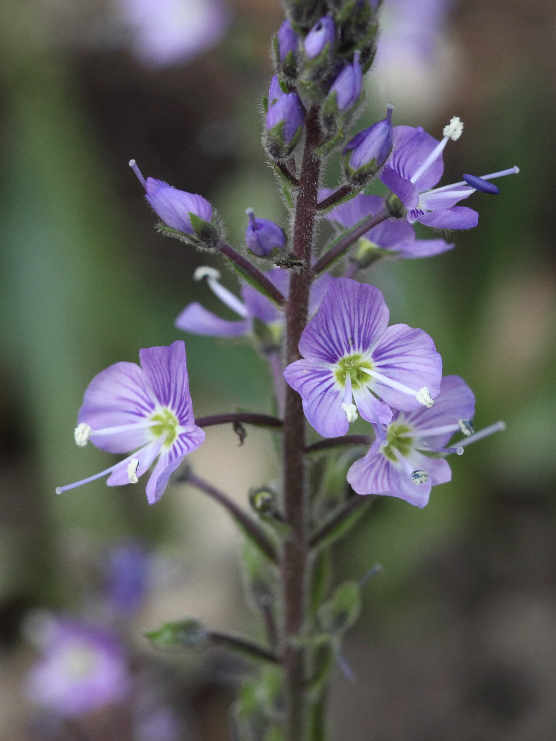 Afficher le média veronica_gentianoides3bd veronica_gentianoides3bd