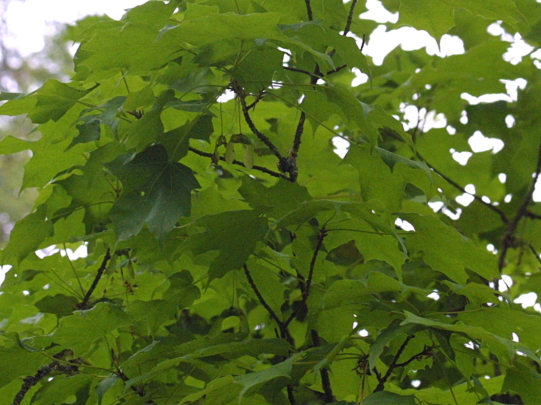 acer_saccharum2md