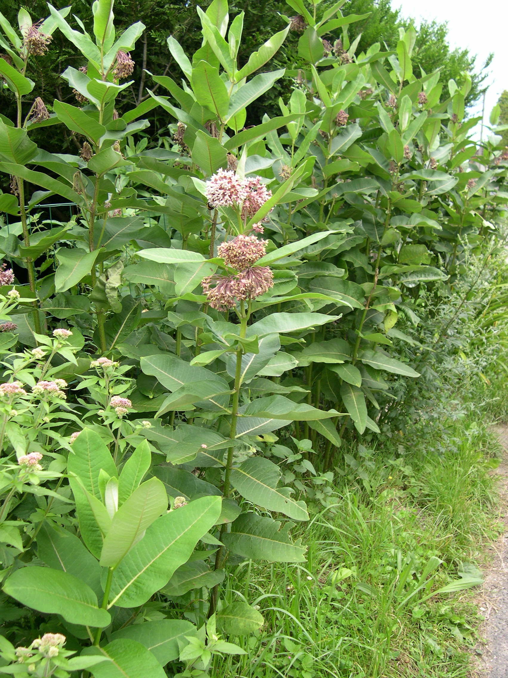 Asclepias_syriaca