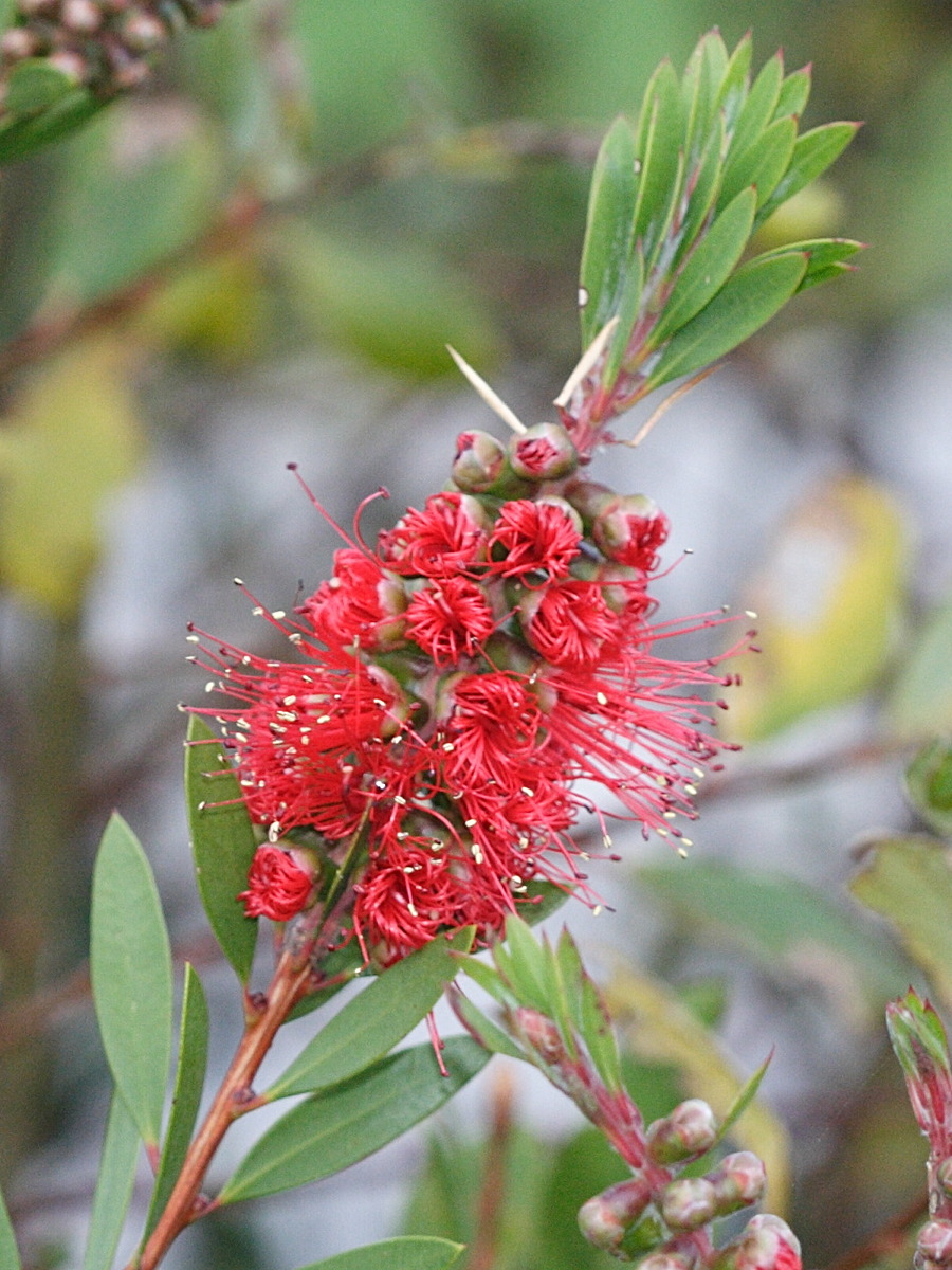 callistemon_citrinus4md