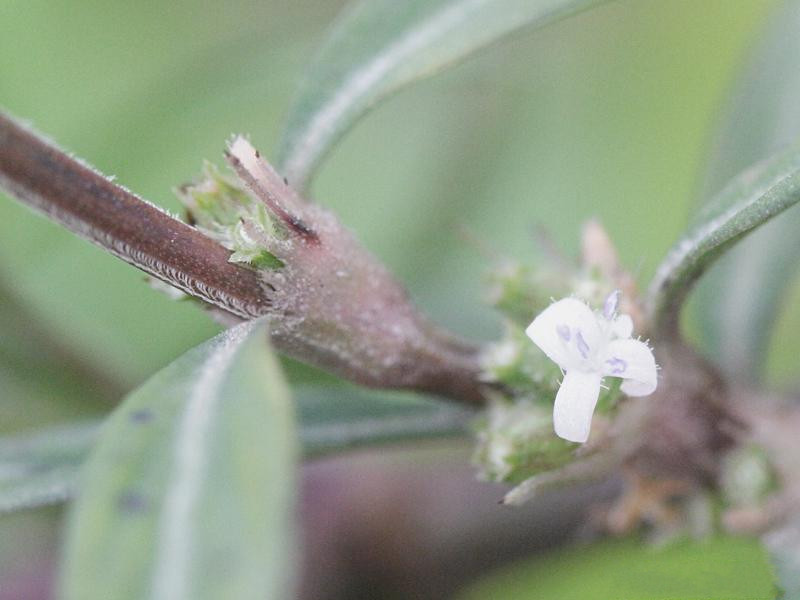 diodia_ocymifolia2md