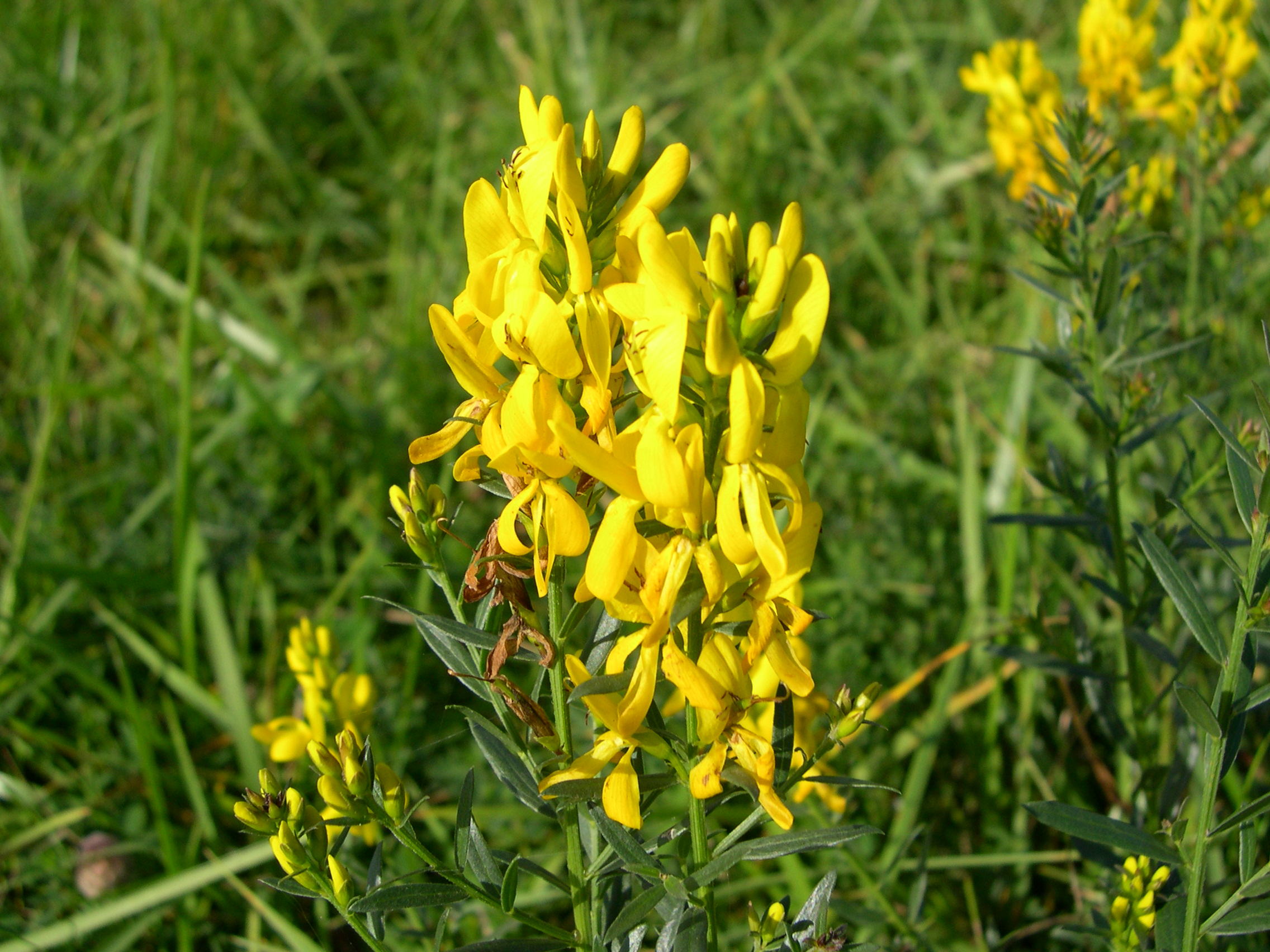 Genista_tinctoria