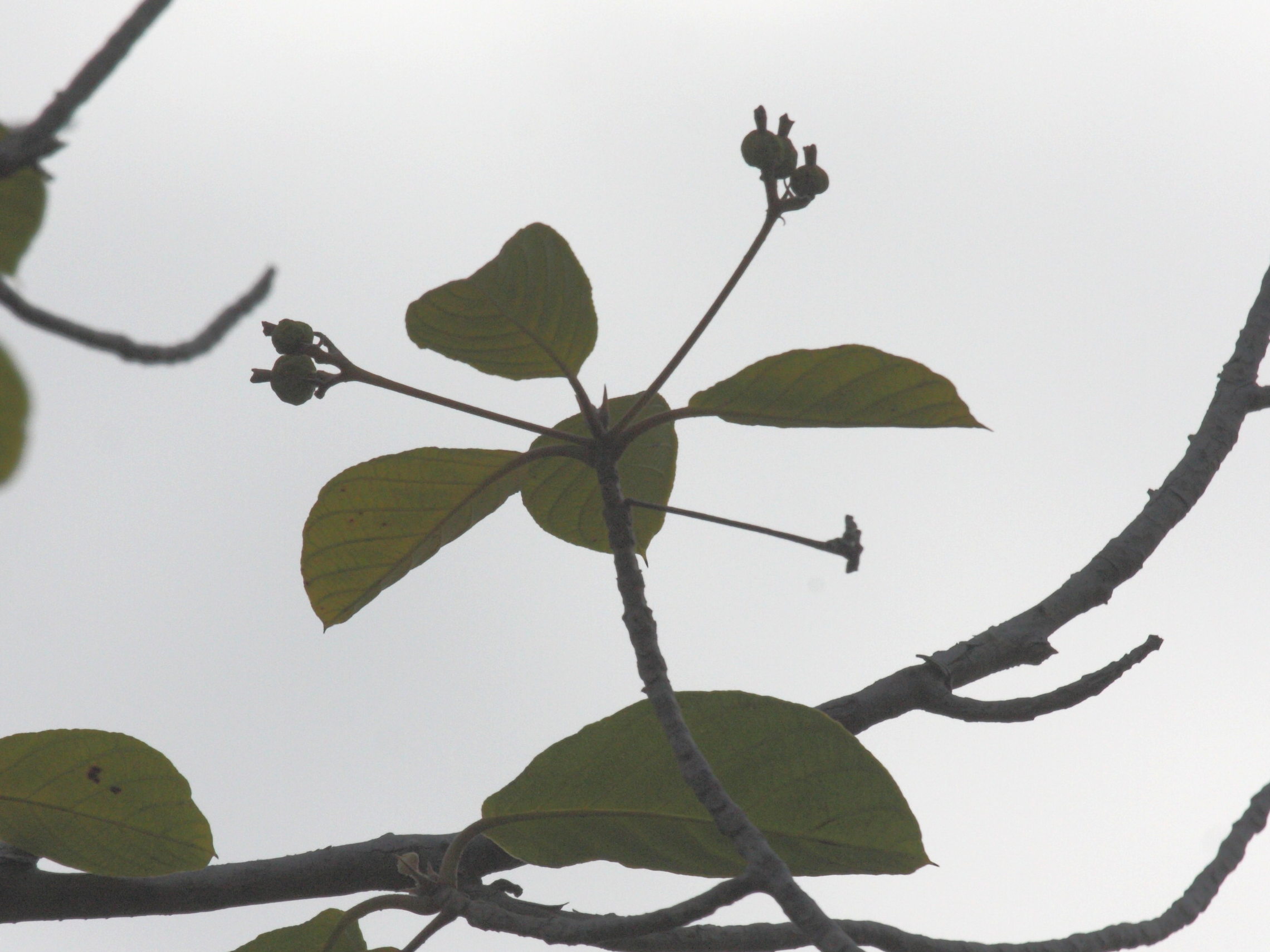 guettarda_scabra5abd