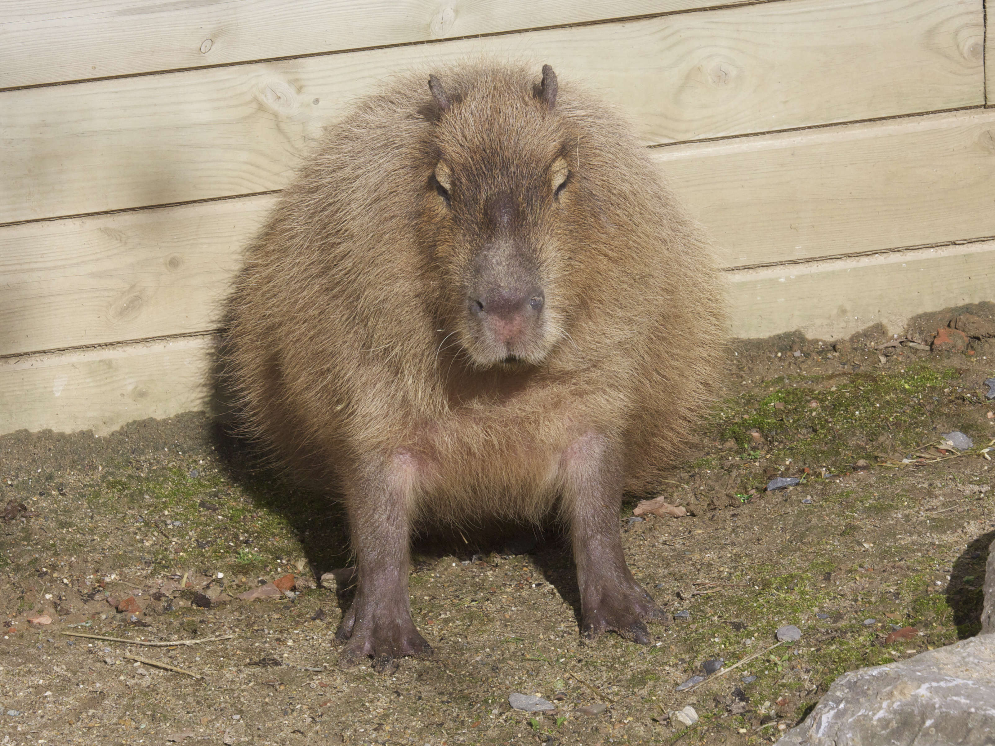 Hydrochaeris_hydrochaeris