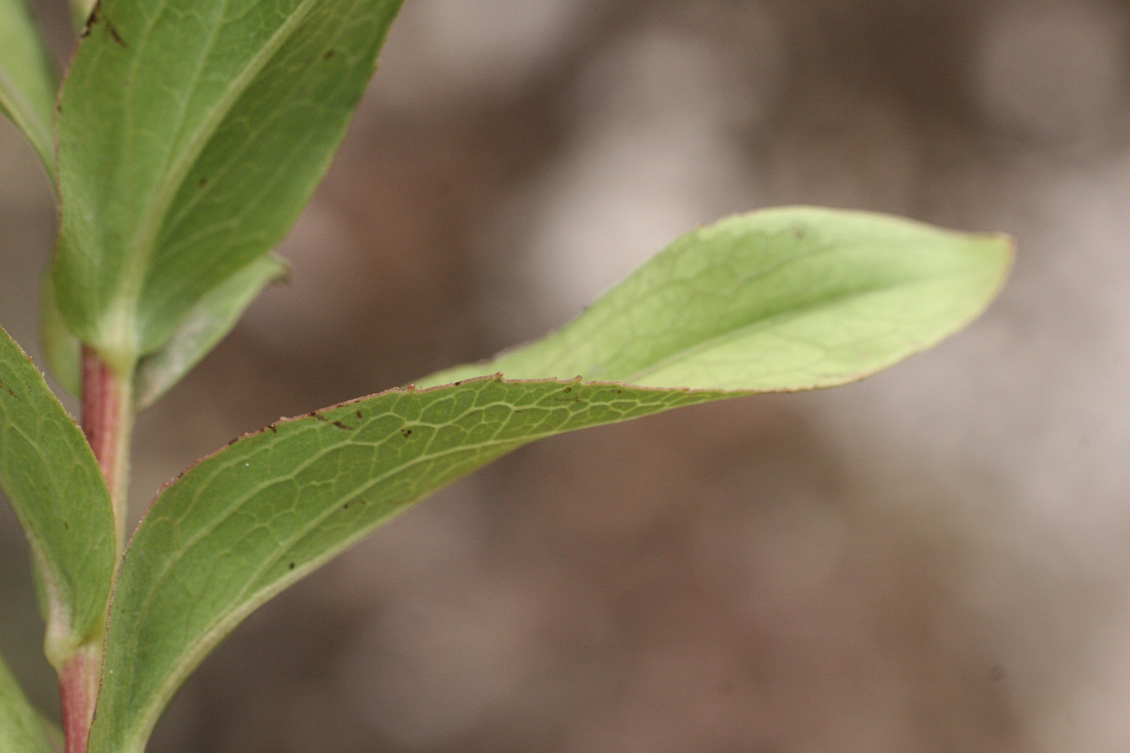 Afficher le média Inula_spiraeifolia Inula_spiraeifolia