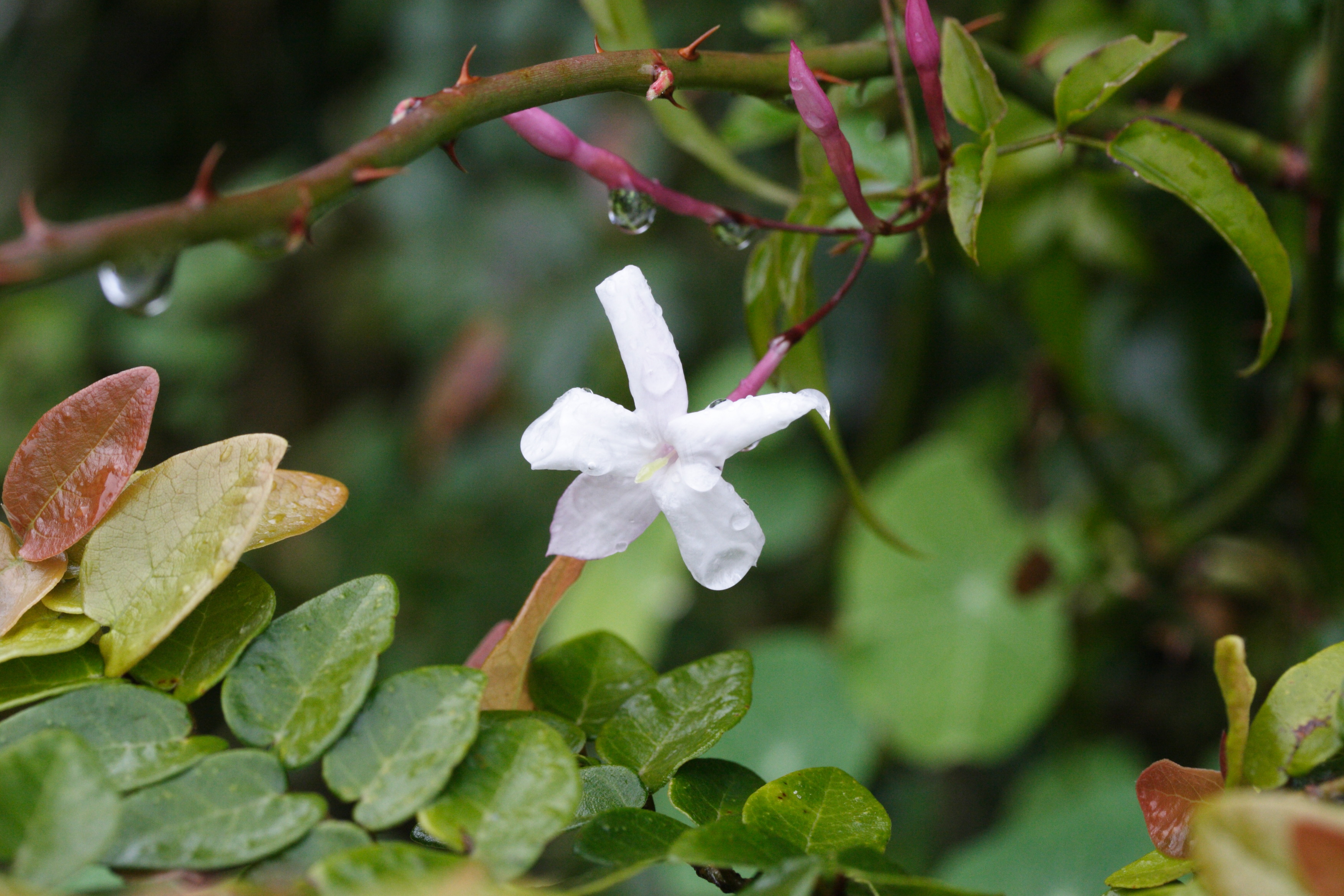 Afficher le média jasminum_grandiflorum2md jasminum_grandiflorum2md