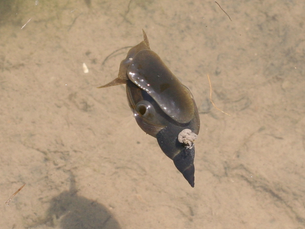 Lymnaea_stagnalis