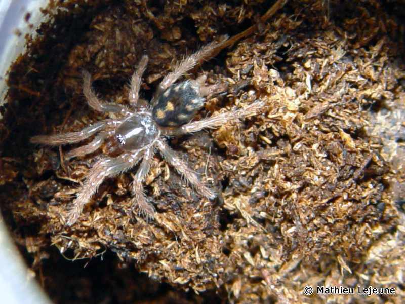 metriopelma_coloratum4ml