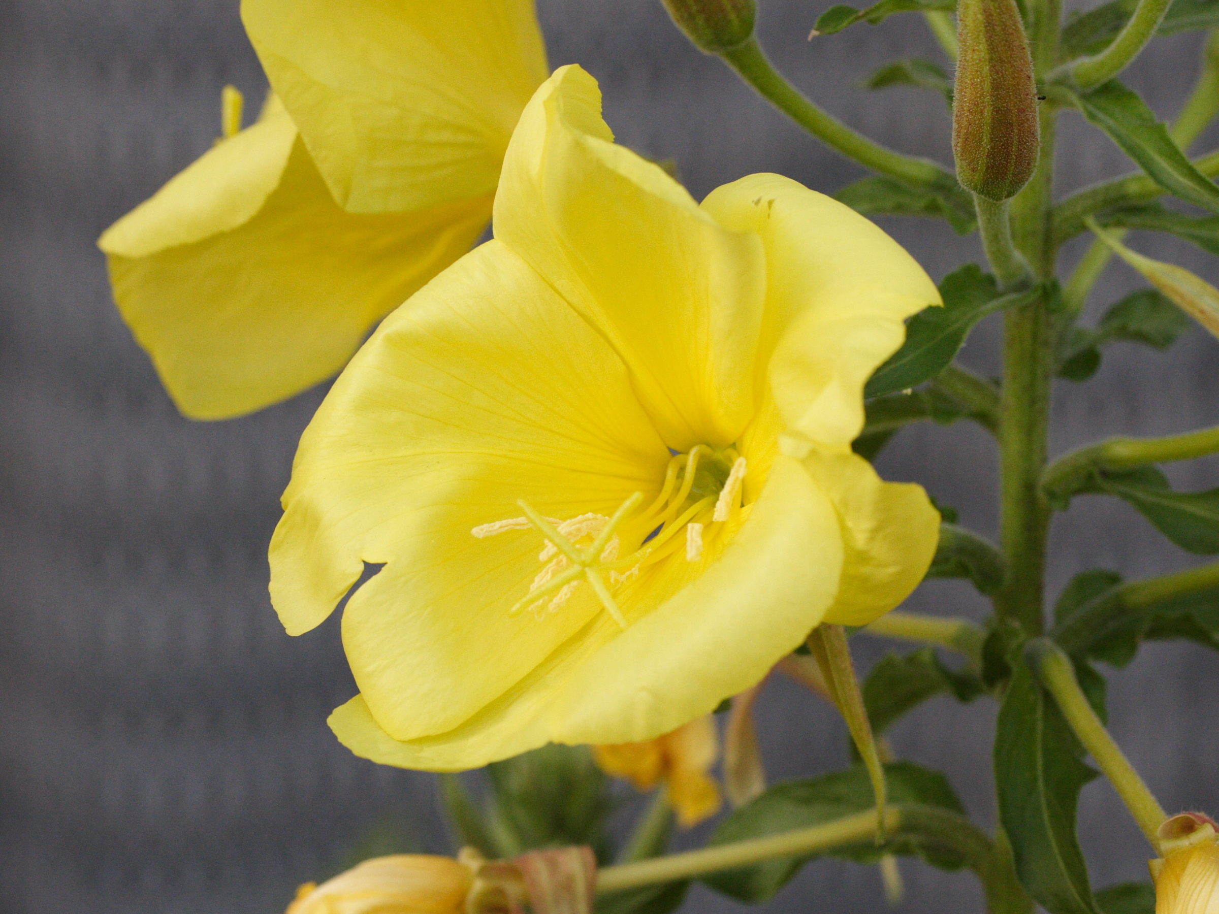 Oenothera_glazioviana