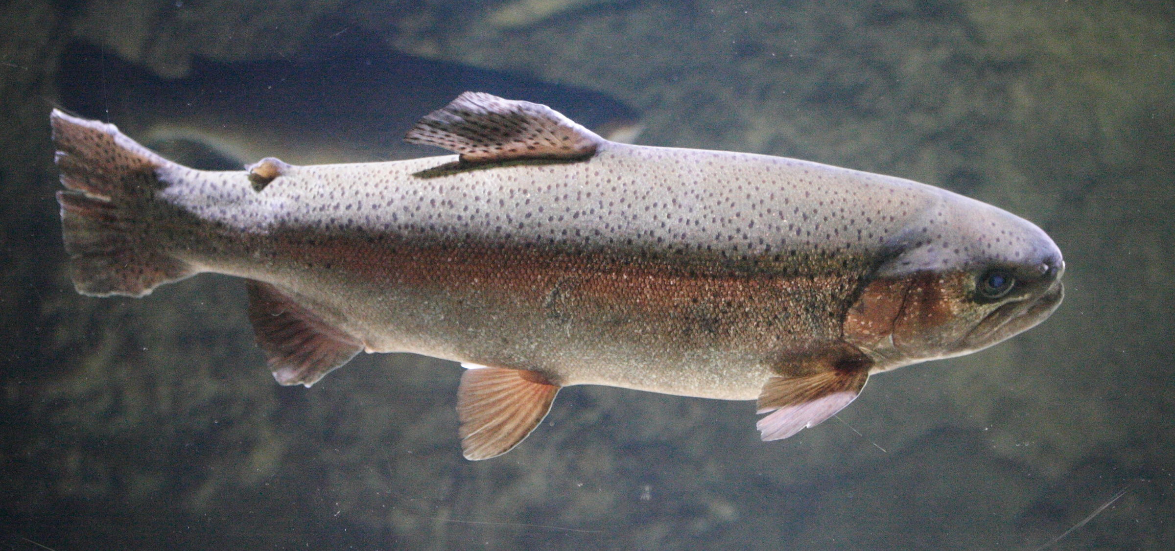 Afficher le média Oncorhynchus_mykiss Oncorhynchus_mykiss