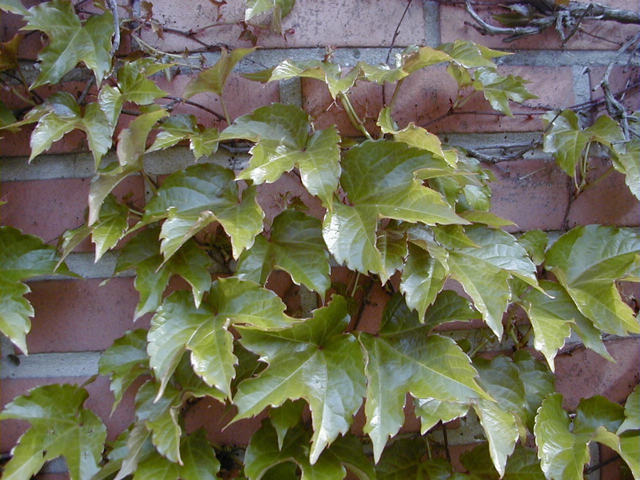 parthenocissus_tricuspidata3md