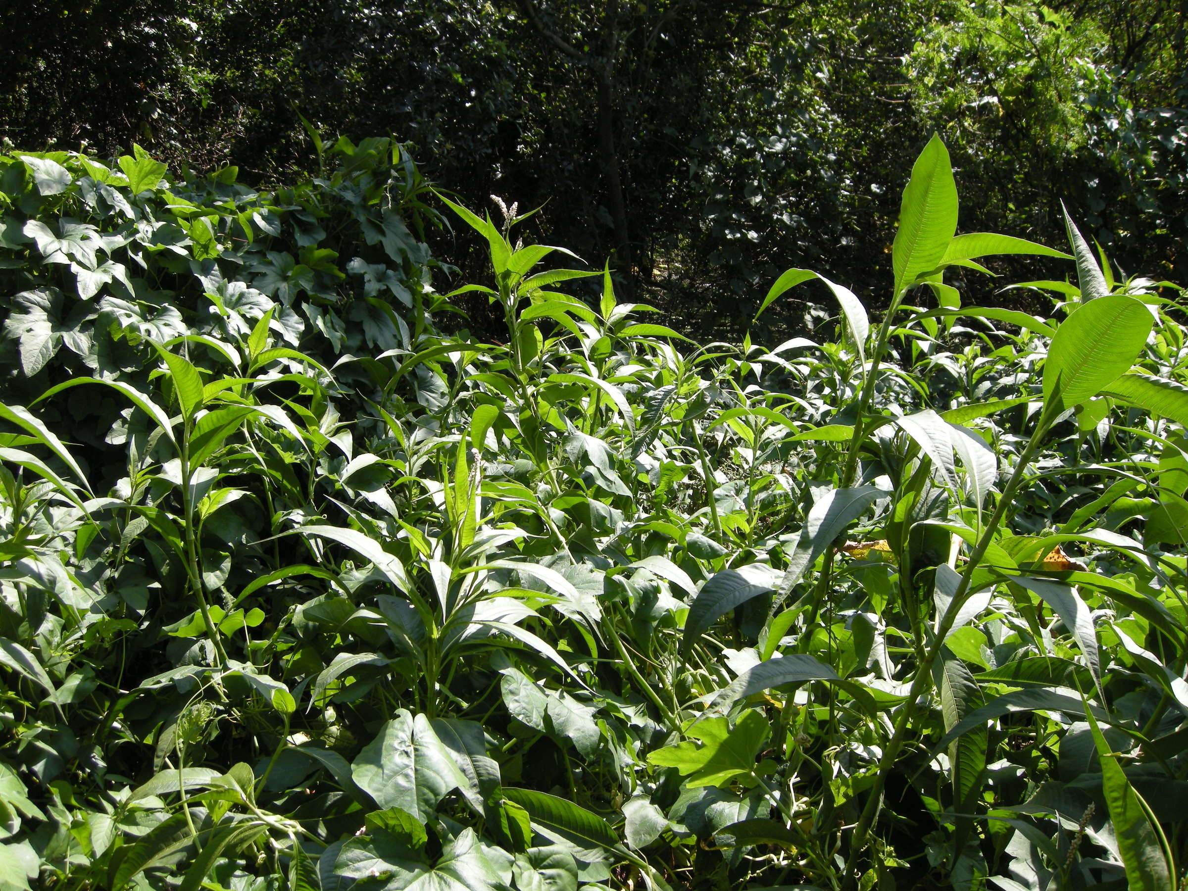 persicaria_senegalensis1md
