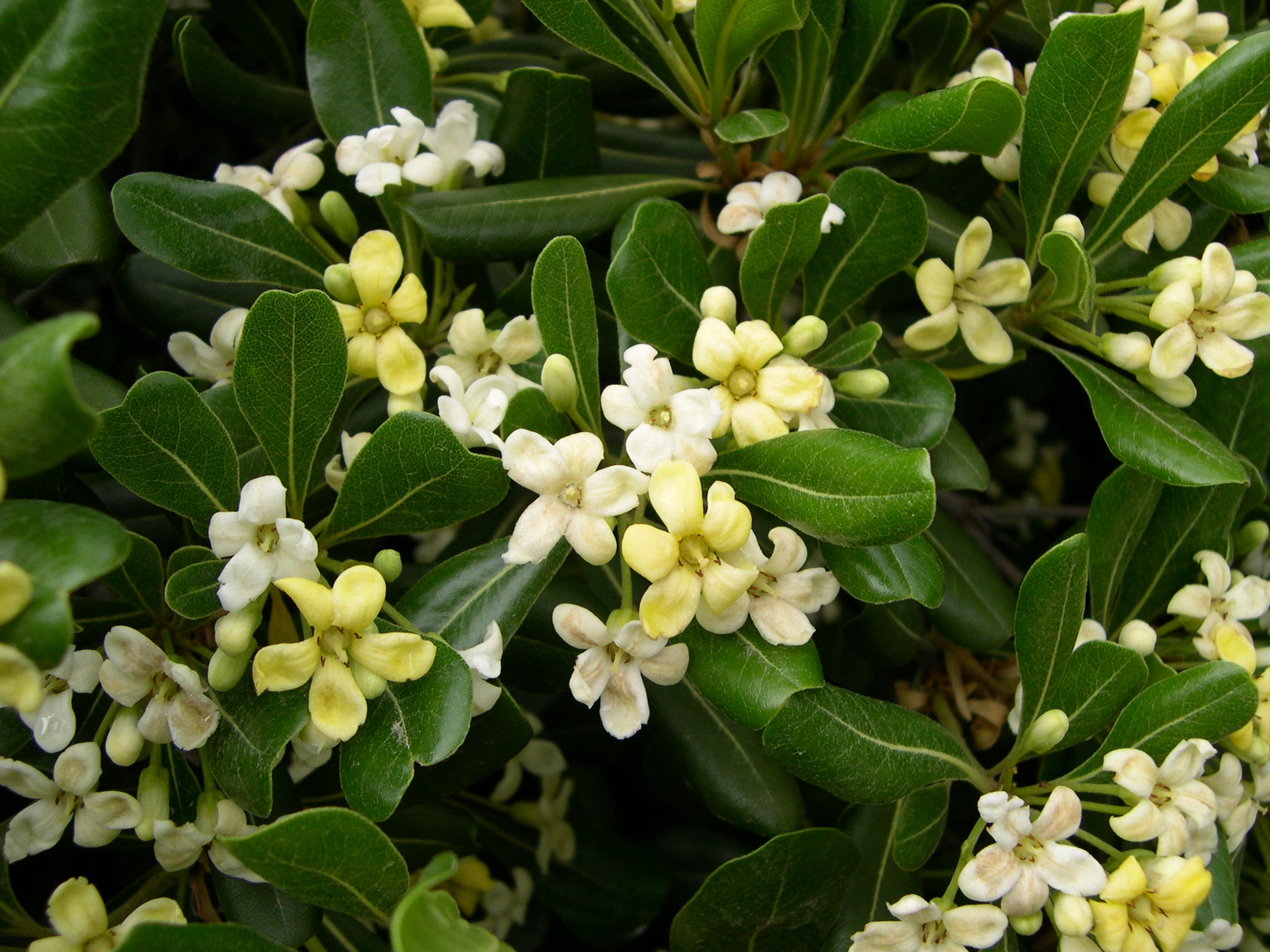 Afficher le média pittosporum_tobira2md pittosporum_tobira2md