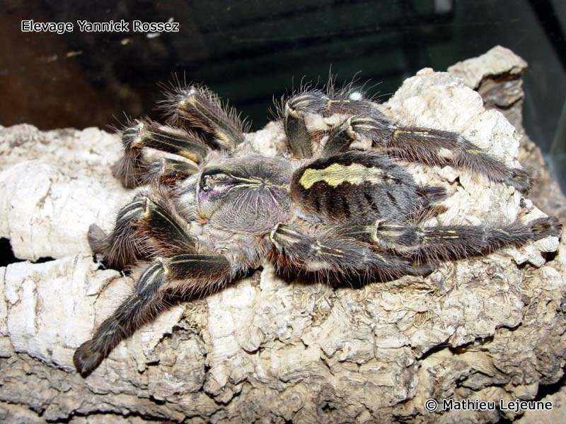 poecilotheria_rufilata1ml