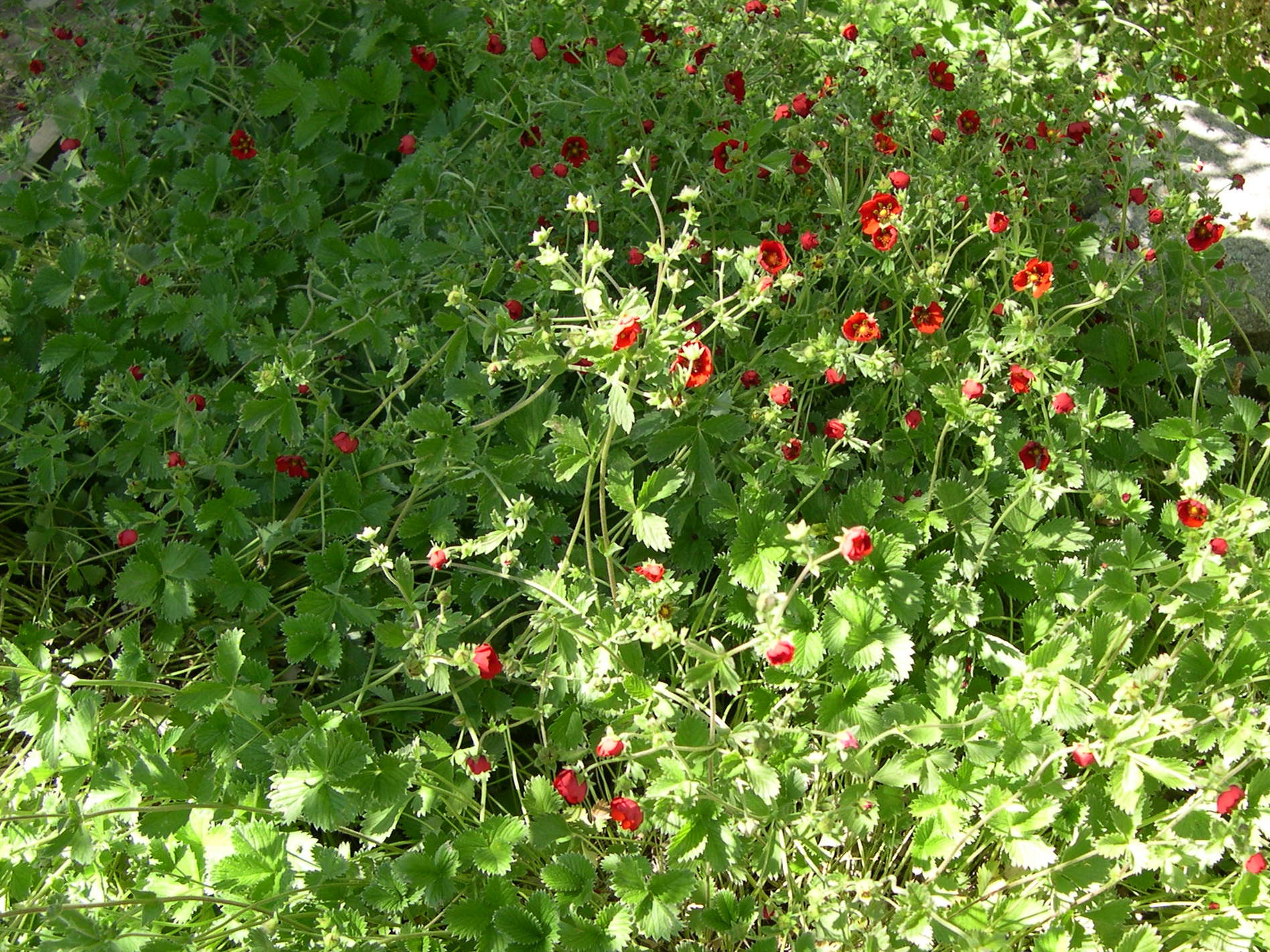 potentilla_atrosanguinea2md