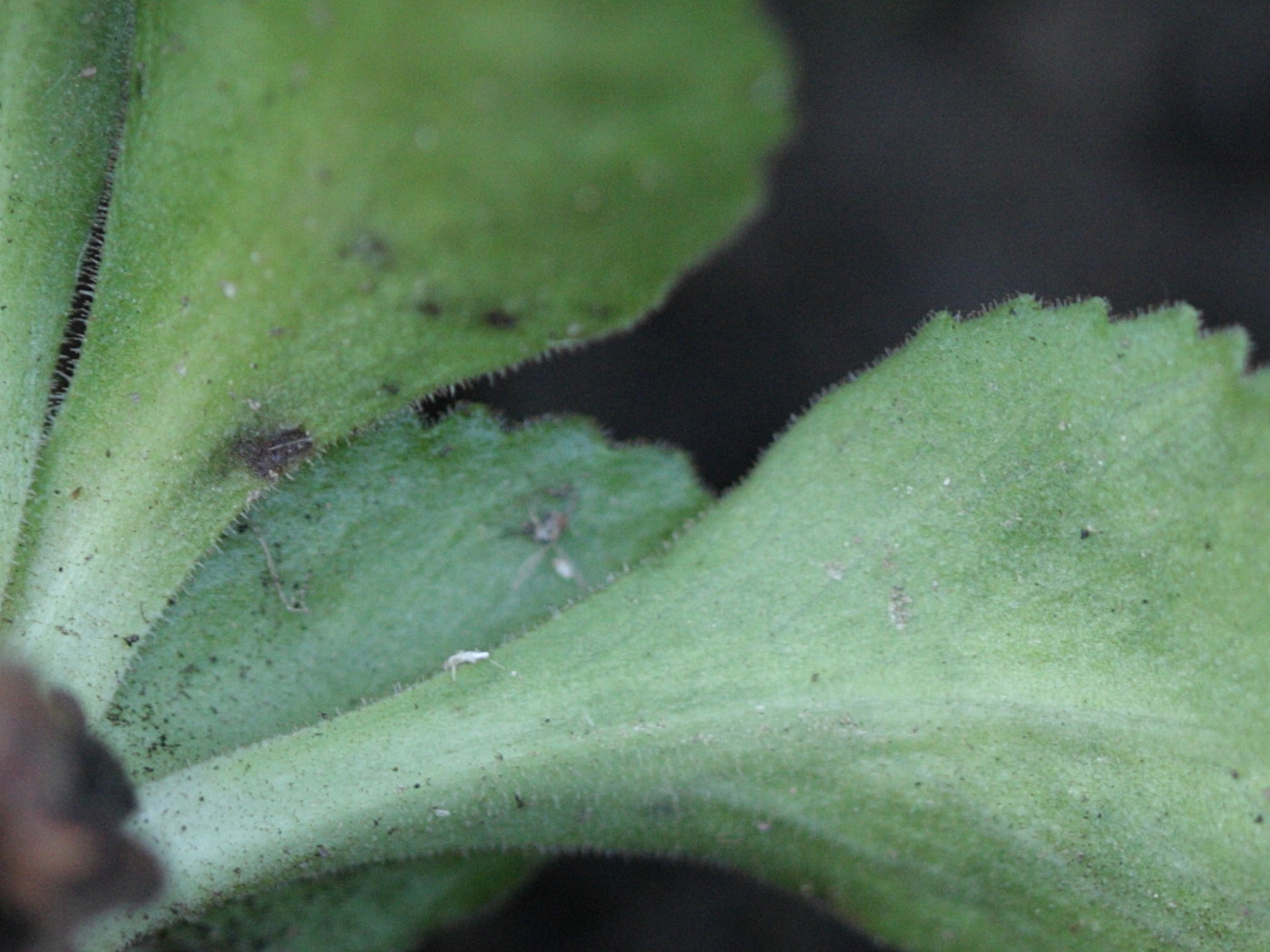 Afficher le média primula_hirsuta2bd primula_hirsuta2bd