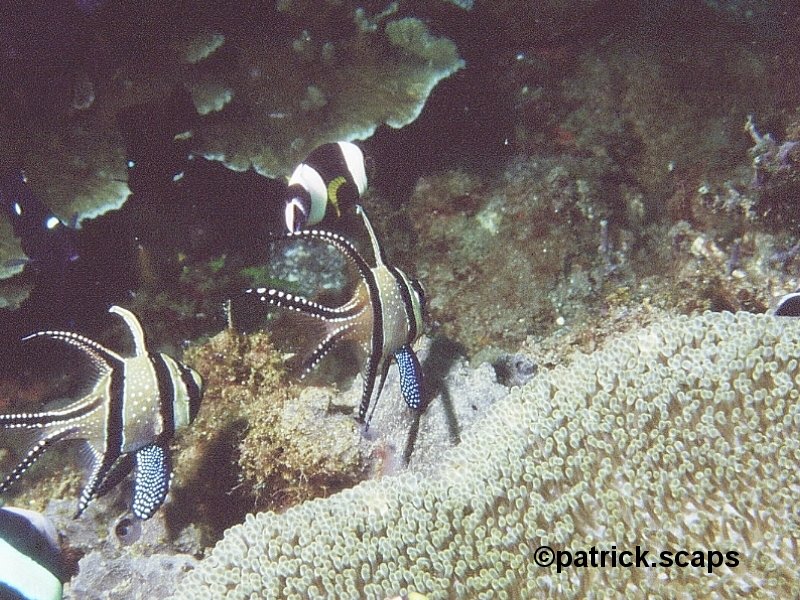 Afficher le média pterapogon_kauderni1ps pterapogon_kauderni1ps