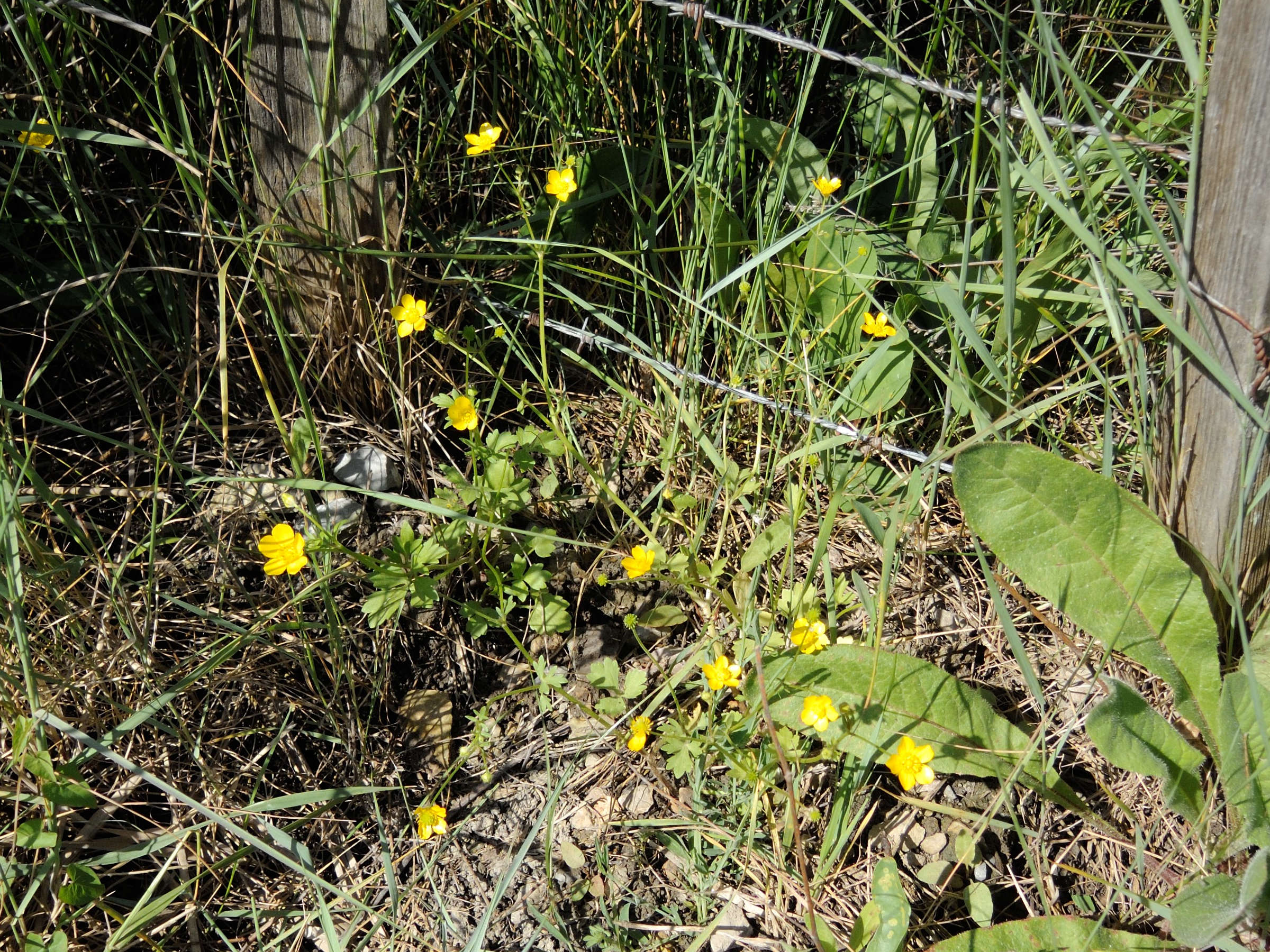 Afficher le média ranunculus_sardous1md ranunculus_sardous1md