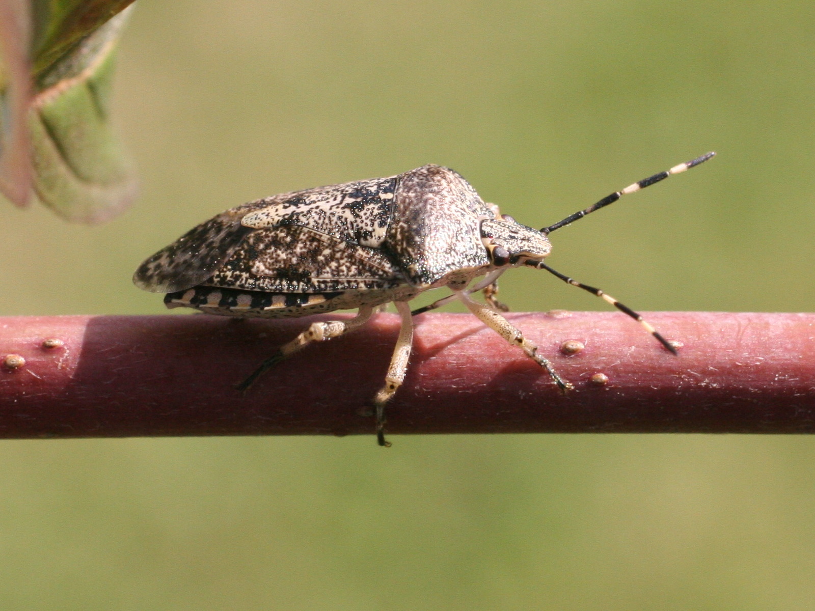 rhaphigaster_nebulosa