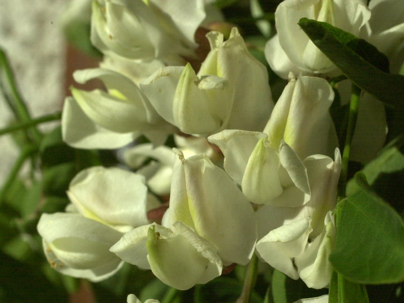 Afficher le média Robinia_pseudoacacia Robinia_pseudoacacia
