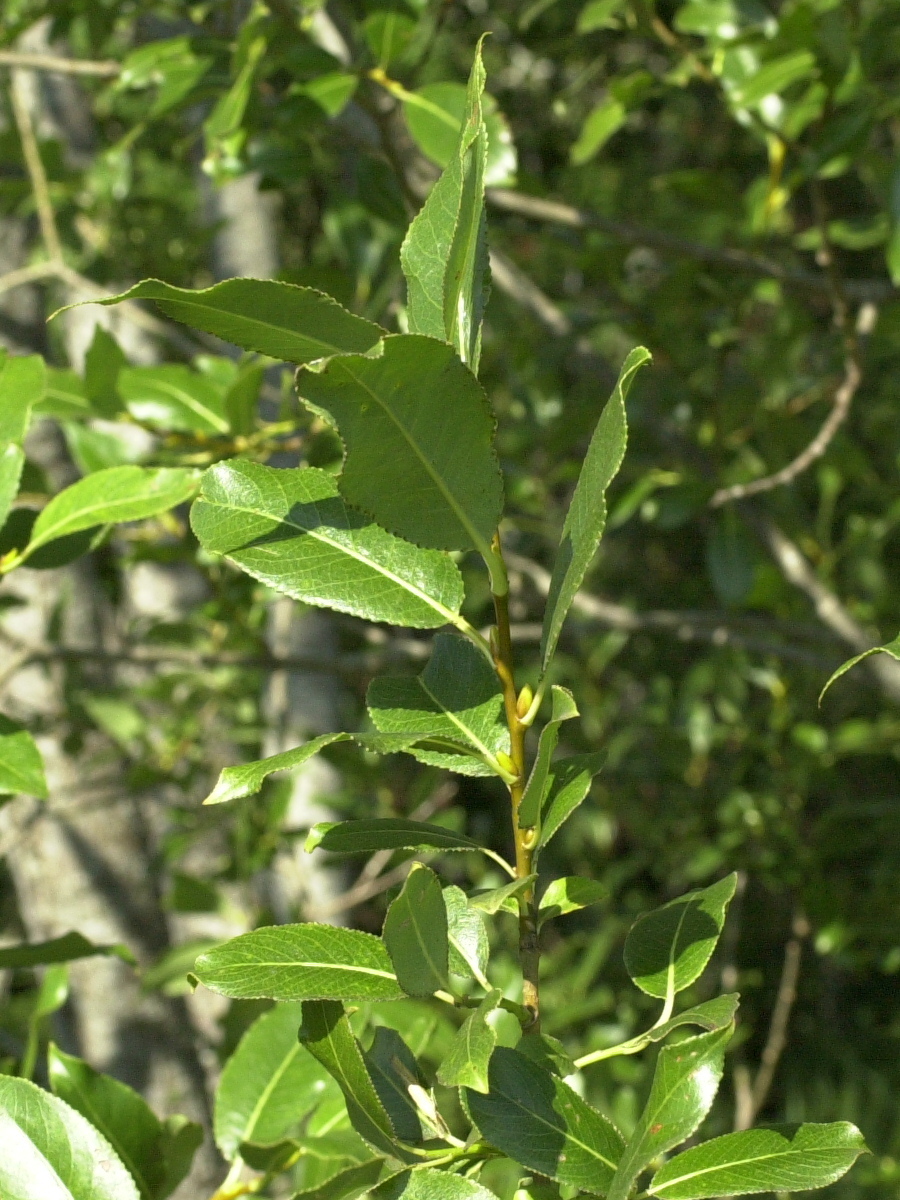 Afficher le média salix_pentandra2md salix_pentandra2md