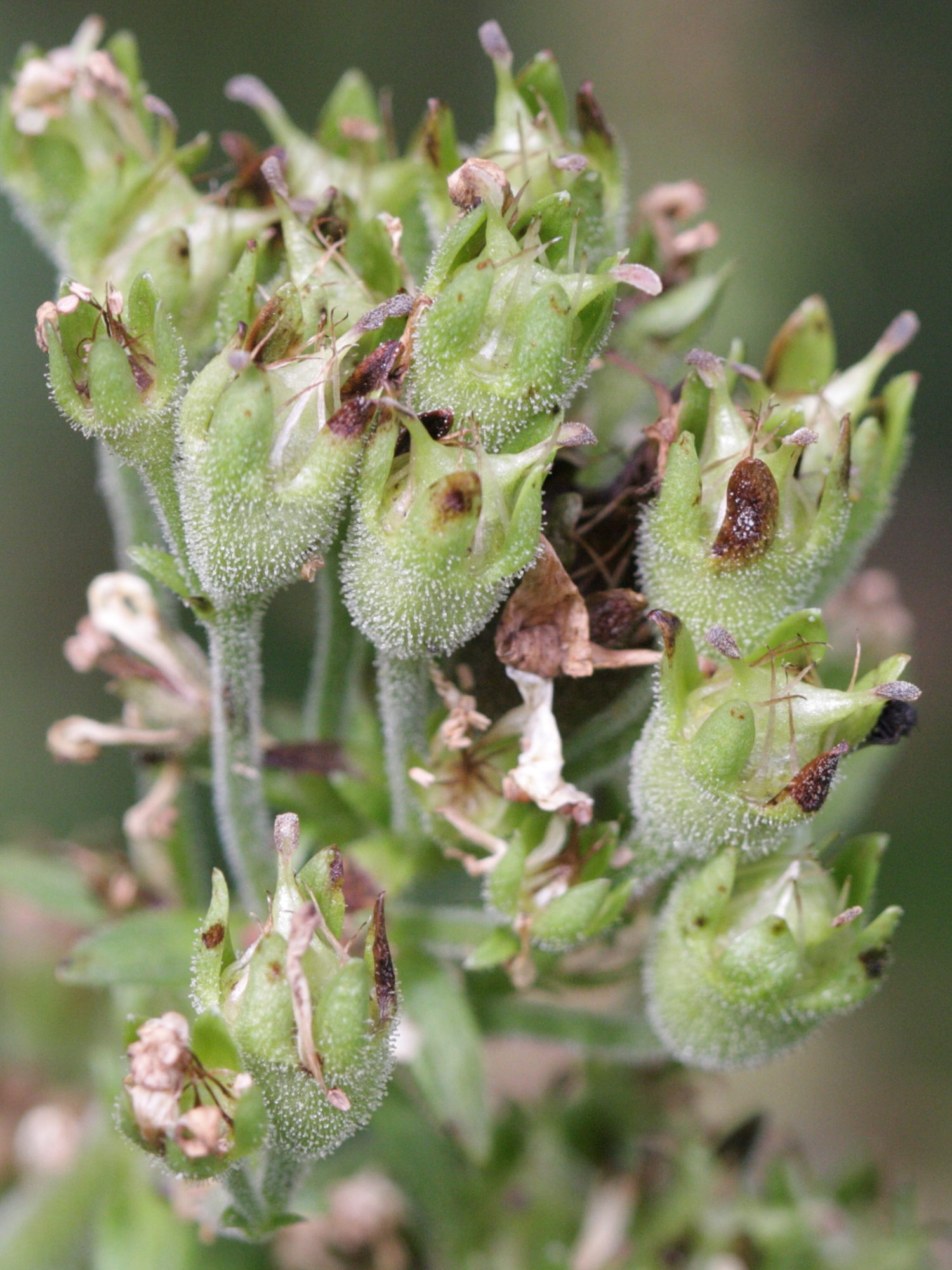 saxifraga_aquatica4bd
