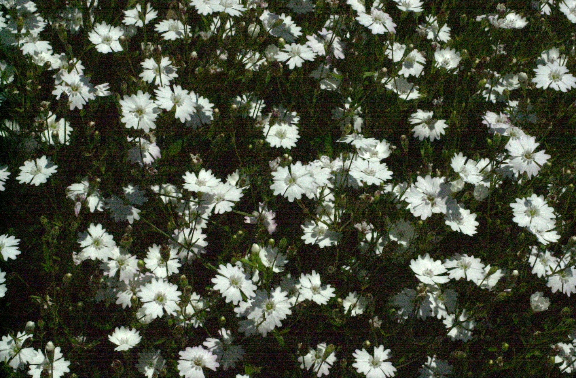 Afficher le média Silene_alpestris Silene_alpestris