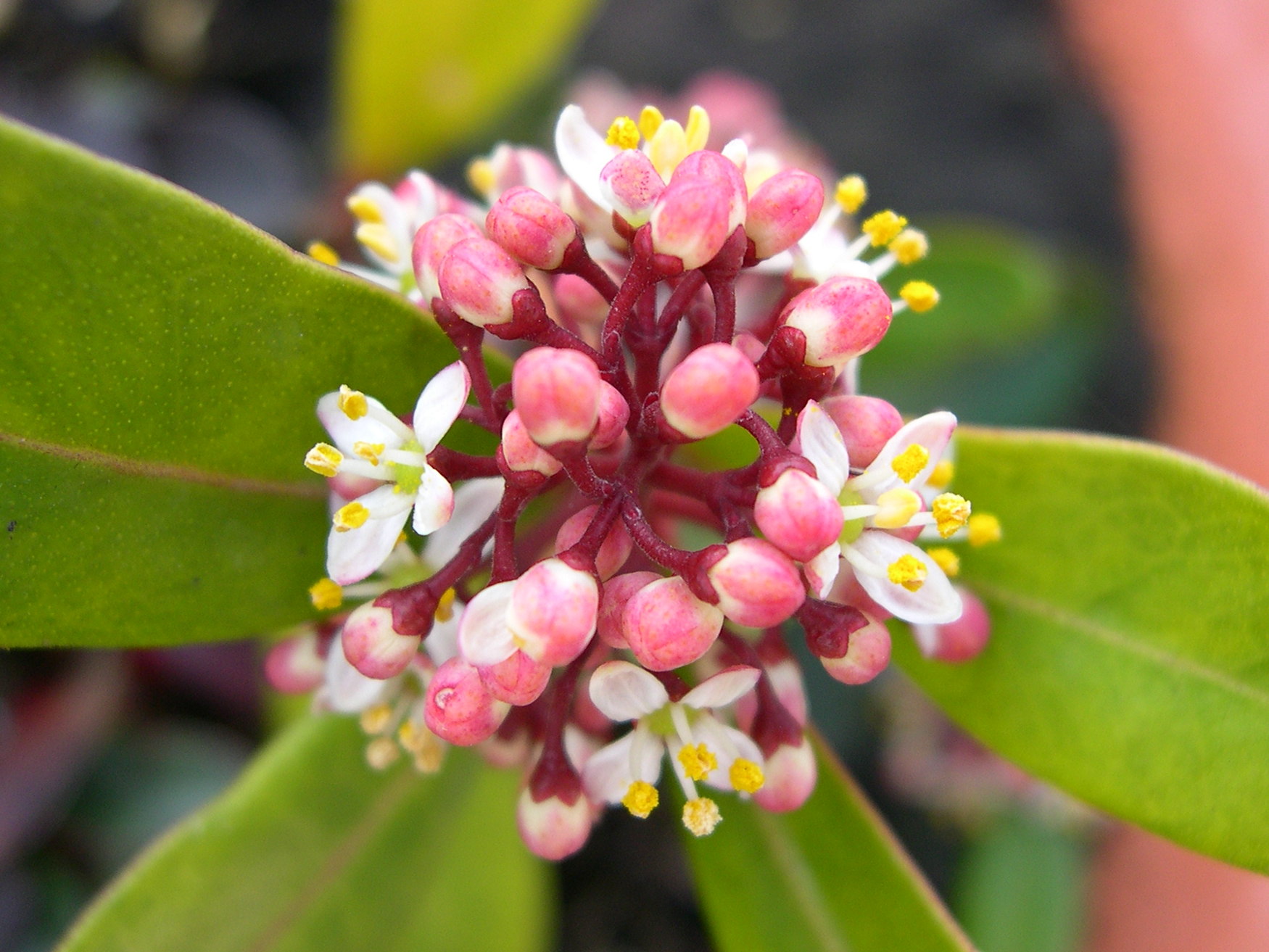 skimmia_japonica5md