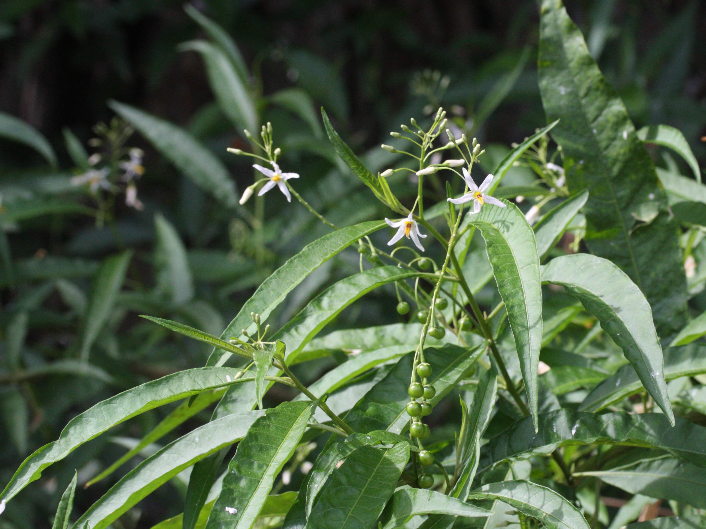 Afficher le média solanum_racemosum_inerme2md solanum_racemosum_inerme2md