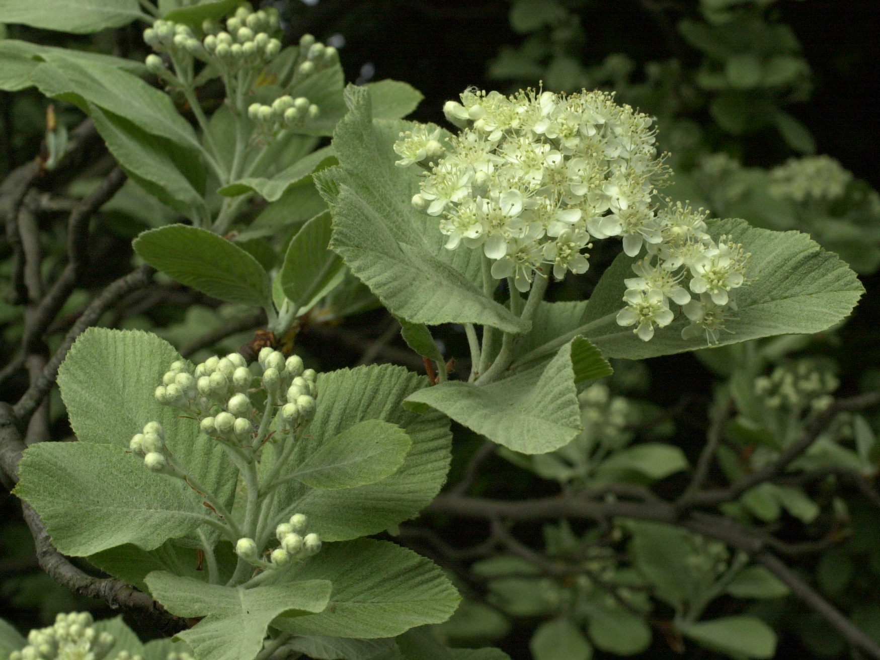 Sorbus_aria