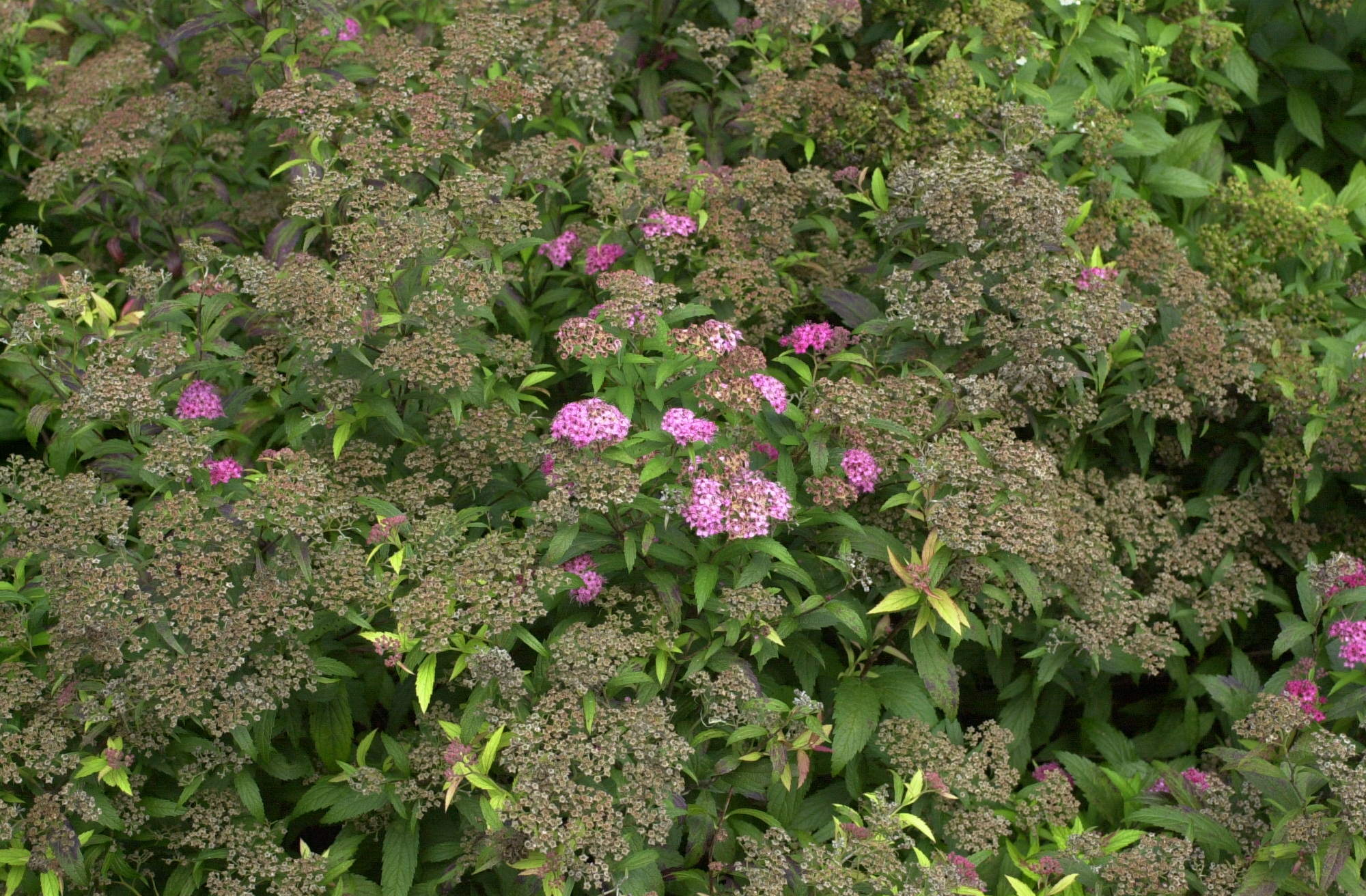 spiraea_japonica_dart-red1md