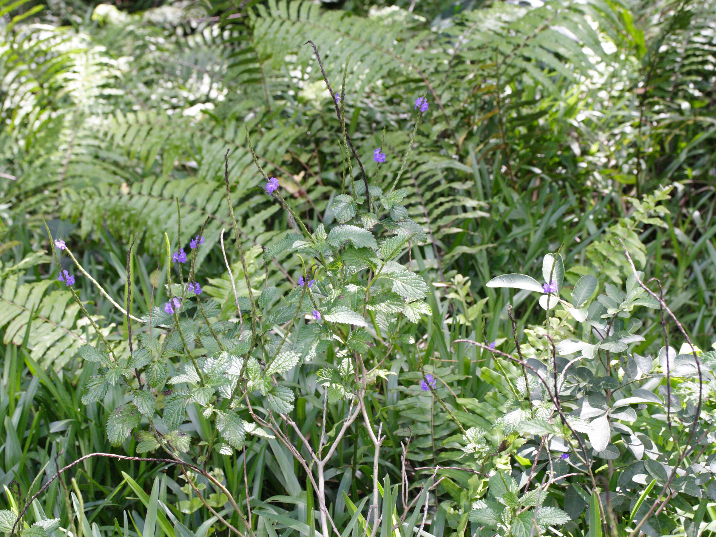 stachytarpheta_jamaicensis1md